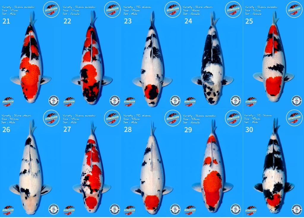 Lelang Koi Online, Jual Beli Ikan Koi, Pasar Koi Terbaik, Agen Lelang Koi, Penawaran Koi Berkualitas, Harga Jual Koi, Lelang Ikan Koi Import, Beli Koi Online, Jual Koi Murah, Koi Showroom, Penjual Koi Terpercaya, Lelang Koi Jakarta, Jual Koi Lokal, Koi Kualitas Unggul, Harga Terbaik Koi, Jual Koi Indukan, Lelang Ikan Hias Koi, Pasar Koi Indonesia, Beli Koi Berkualitas Tinggi, Koi Farm Terbesar, Jual Beli Koi Impor, Lelang Ikan Koi Kualitas Premium, Daftar Harga Koi Terbaru, Pusat Jual Beli Koi, Info Lelang Koi Hari Ini.