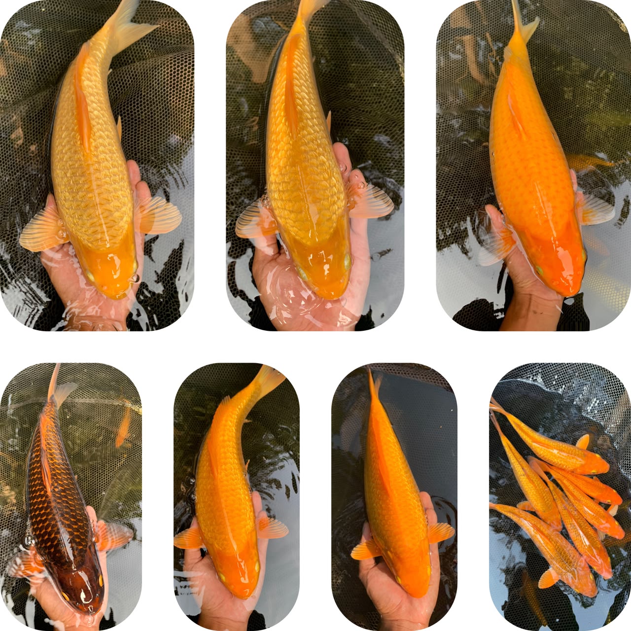 Lelang Koi Online, Jual Beli Ikan Koi, Pasar Koi Terbaik, Agen Lelang Koi, Penawaran Koi Berkualitas, Harga Jual Koi, Lelang Ikan Koi Import, Beli Koi Online, Jual Koi Murah, Koi Showroom, Penjual Koi Terpercaya, Lelang Koi Jakarta, Jual Koi Lokal, Koi Kualitas Unggul, Harga Terbaik Koi, Jual Koi Indukan, Lelang Ikan Hias Koi, Pasar Koi Indonesia, Beli Koi Berkualitas Tinggi, Koi Farm Terbesar, Jual Beli Koi Impor, Lelang Ikan Koi Kualitas Premium, Daftar Harga Koi Terbaru, Pusat Jual Beli Koi, Info Lelang Koi Hari Ini.