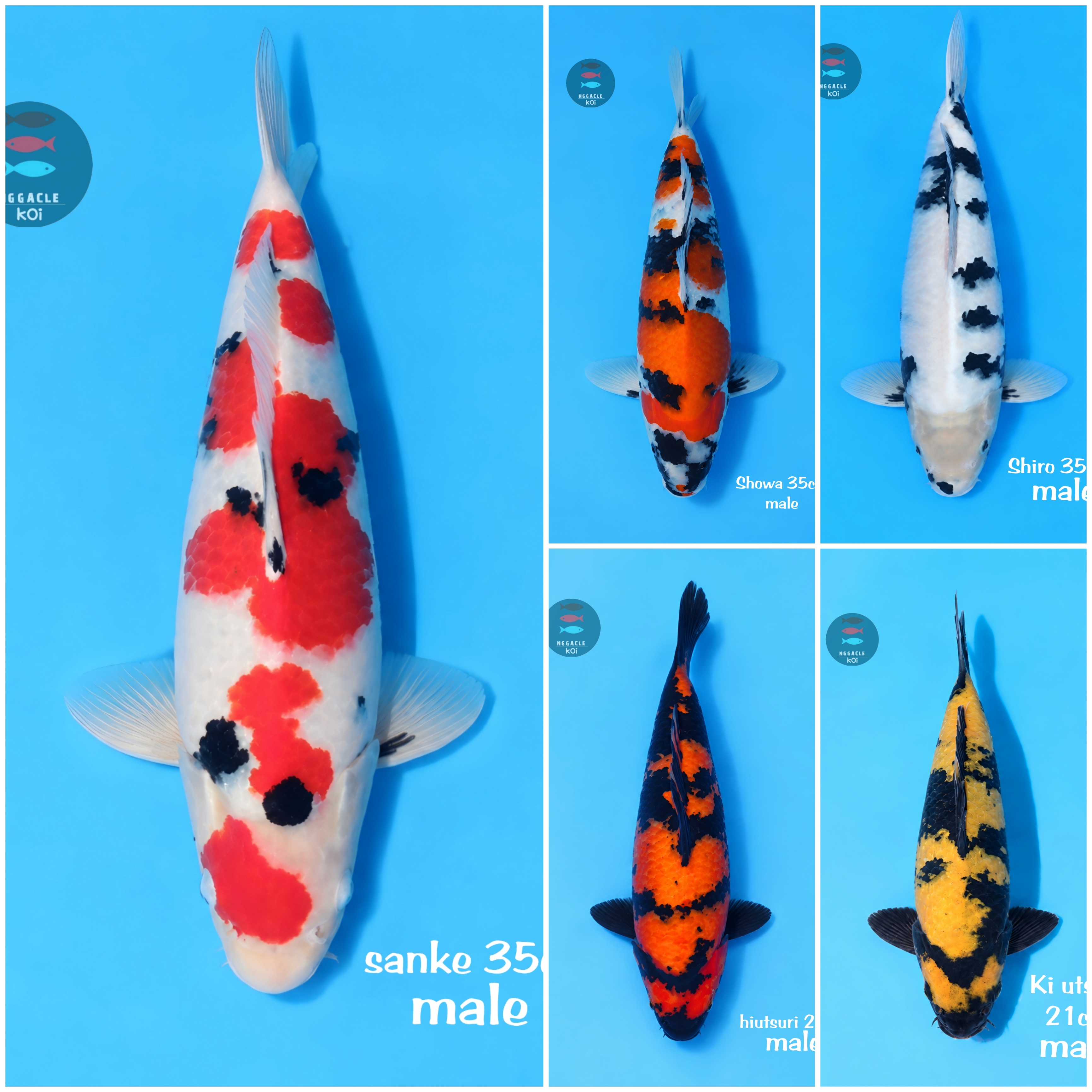 Lelang Koi Online, Jual Beli Ikan Koi, Pasar Koi Terbaik, Agen Lelang Koi, Penawaran Koi Berkualitas, Harga Jual Koi, Lelang Ikan Koi Import, Beli Koi Online, Jual Koi Murah, Koi Showroom, Penjual Koi Terpercaya, Lelang Koi Jakarta, Jual Koi Lokal, Koi Kualitas Unggul, Harga Terbaik Koi, Jual Koi Indukan, Lelang Ikan Hias Koi, Pasar Koi Indonesia, Beli Koi Berkualitas Tinggi, Koi Farm Terbesar, Jual Beli Koi Impor, Lelang Ikan Koi Kualitas Premium, Daftar Harga Koi Terbaru, Pusat Jual Beli Koi, Info Lelang Koi Hari Ini.