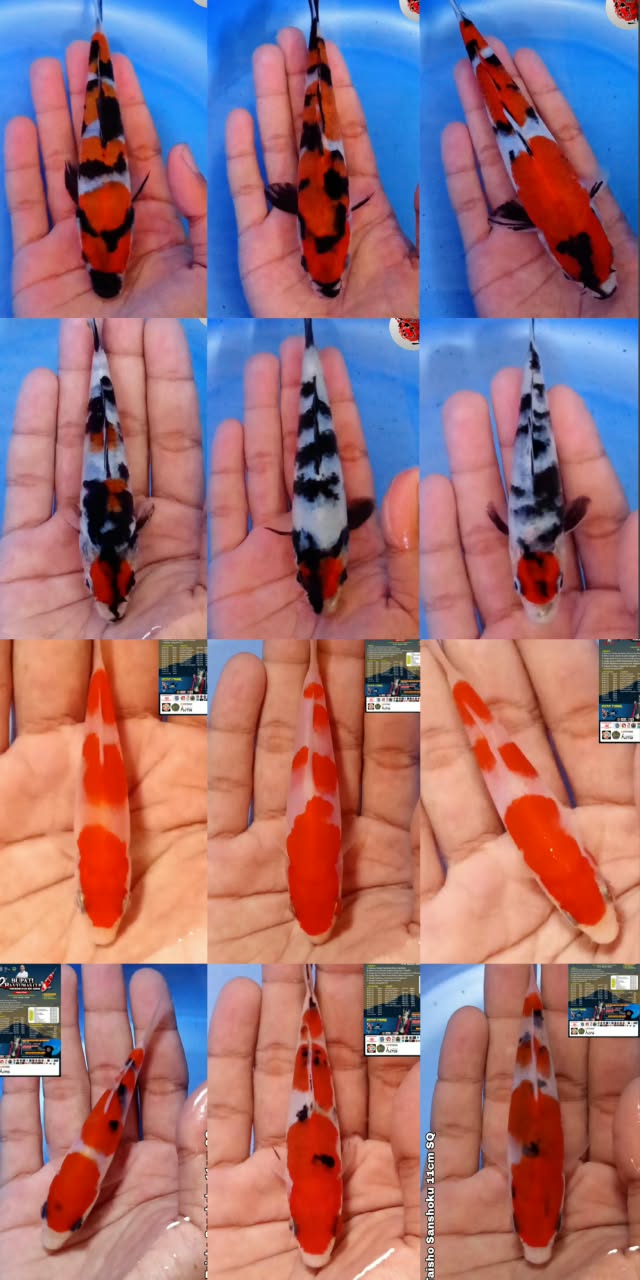 Lelang Koi Online, Jual Beli Ikan Koi, Pasar Koi Terbaik, Agen Lelang Koi, Penawaran Koi Berkualitas, Harga Jual Koi, Lelang Ikan Koi Import, Beli Koi Online, Jual Koi Murah, Koi Showroom, Penjual Koi Terpercaya, Lelang Koi Jakarta, Jual Koi Lokal, Koi Kualitas Unggul, Harga Terbaik Koi, Jual Koi Indukan, Lelang Ikan Hias Koi, Pasar Koi Indonesia, Beli Koi Berkualitas Tinggi, Koi Farm Terbesar, Jual Beli Koi Impor, Lelang Ikan Koi Kualitas Premium, Daftar Harga Koi Terbaru, Pusat Jual Beli Koi, Info Lelang Koi Hari Ini.