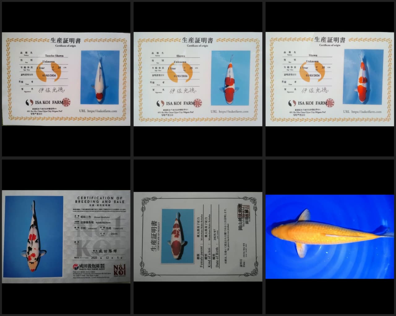 Lelang Koi Online, Jual Beli Ikan Koi, Pasar Koi Terbaik, Agen Lelang Koi, Penawaran Koi Berkualitas, Harga Jual Koi, Lelang Ikan Koi Import, Beli Koi Online, Jual Koi Murah, Koi Showroom, Penjual Koi Terpercaya, Lelang Koi Jakarta, Jual Koi Lokal, Koi Kualitas Unggul, Harga Terbaik Koi, Jual Koi Indukan, Lelang Ikan Hias Koi, Pasar Koi Indonesia, Beli Koi Berkualitas Tinggi, Koi Farm Terbesar, Jual Beli Koi Impor, Lelang Ikan Koi Kualitas Premium, Daftar Harga Koi Terbaru, Pusat Jual Beli Koi, Info Lelang Koi Hari Ini.