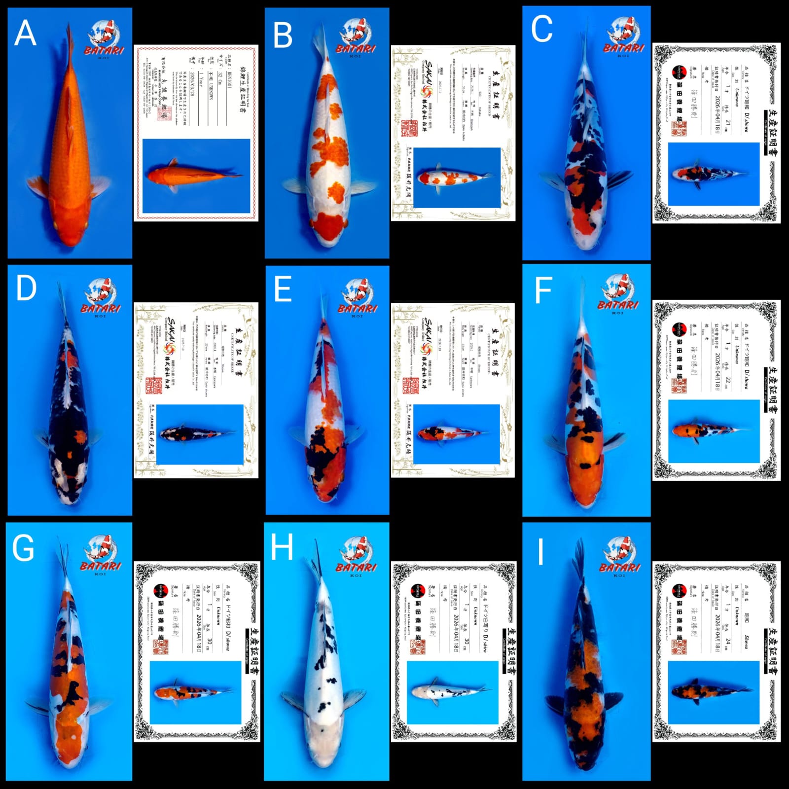 Lelang Koi Online, Jual Beli Ikan Koi, Pasar Koi Terbaik, Agen Lelang Koi, Penawaran Koi Berkualitas, Harga Jual Koi, Lelang Ikan Koi Import, Beli Koi Online, Jual Koi Murah, Koi Showroom, Penjual Koi Terpercaya, Lelang Koi Jakarta, Jual Koi Lokal, Koi Kualitas Unggul, Harga Terbaik Koi, Jual Koi Indukan, Lelang Ikan Hias Koi, Pasar Koi Indonesia, Beli Koi Berkualitas Tinggi, Koi Farm Terbesar, Jual Beli Koi Impor, Lelang Ikan Koi Kualitas Premium, Daftar Harga Koi Terbaru, Pusat Jual Beli Koi, Info Lelang Koi Hari Ini.