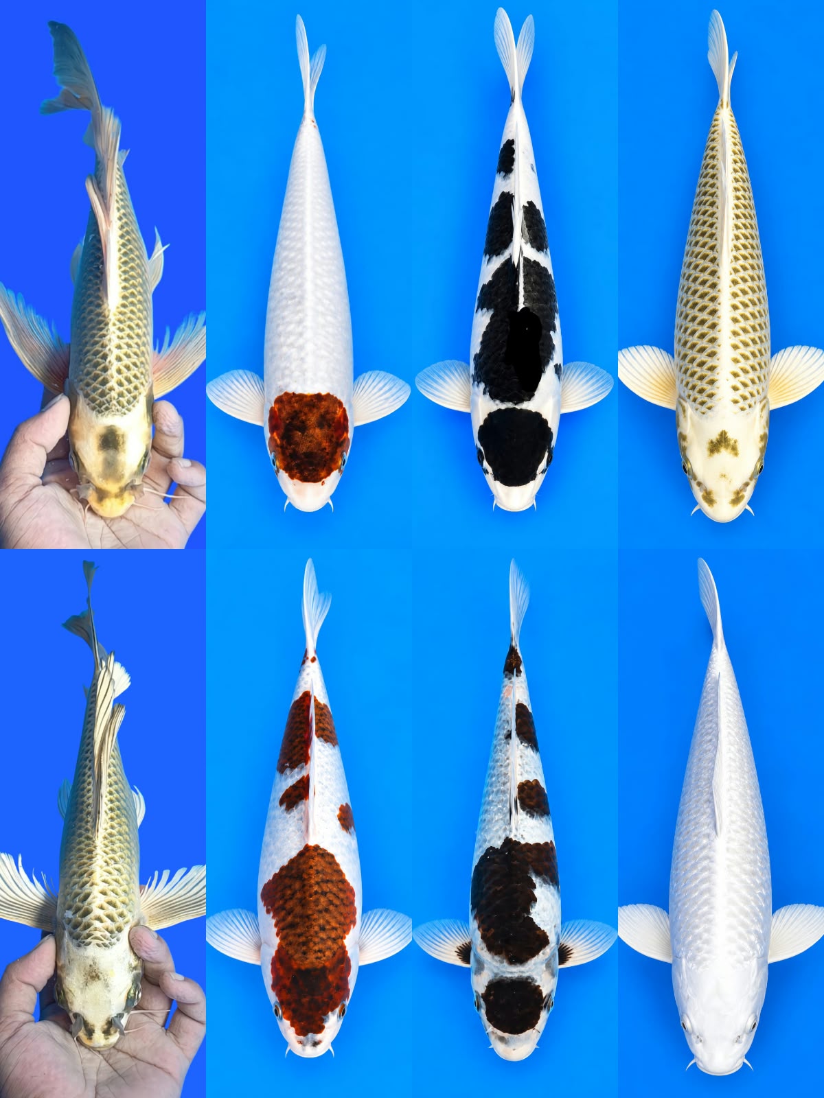 Lelang Koi Online, Jual Beli Ikan Koi, Pasar Koi Terbaik, Agen Lelang Koi, Penawaran Koi Berkualitas, Harga Jual Koi, Lelang Ikan Koi Import, Beli Koi Online, Jual Koi Murah, Koi Showroom, Penjual Koi Terpercaya, Lelang Koi Jakarta, Jual Koi Lokal, Koi Kualitas Unggul, Harga Terbaik Koi, Jual Koi Indukan, Lelang Ikan Hias Koi, Pasar Koi Indonesia, Beli Koi Berkualitas Tinggi, Koi Farm Terbesar, Jual Beli Koi Impor, Lelang Ikan Koi Kualitas Premium, Daftar Harga Koi Terbaru, Pusat Jual Beli Koi, Info Lelang Koi Hari Ini.