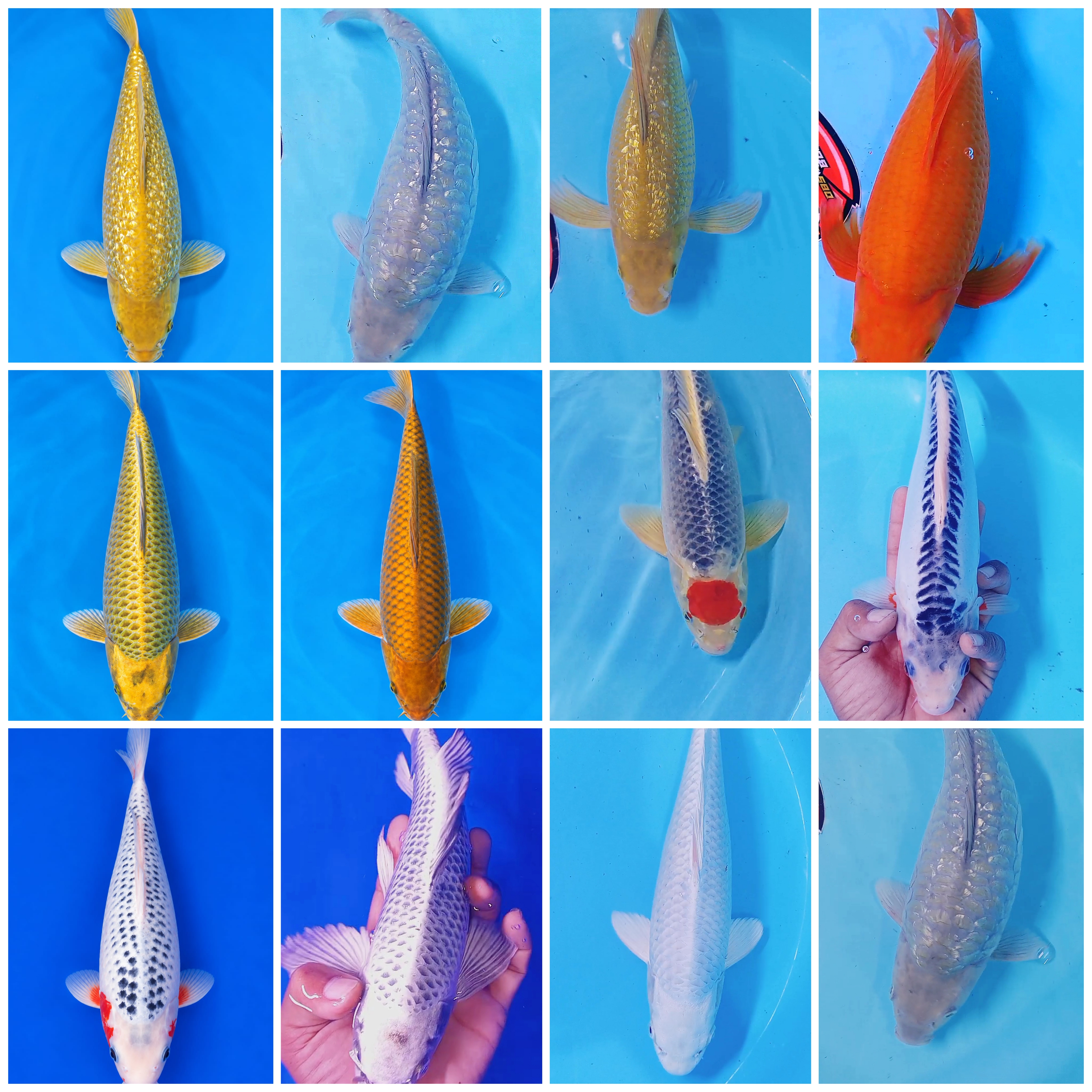 Lelang Koi Online, Jual Beli Ikan Koi, Pasar Koi Terbaik, Agen Lelang Koi, Penawaran Koi Berkualitas, Harga Jual Koi, Lelang Ikan Koi Import, Beli Koi Online, Jual Koi Murah, Koi Showroom, Penjual Koi Terpercaya, Lelang Koi Jakarta, Jual Koi Lokal, Koi Kualitas Unggul, Harga Terbaik Koi, Jual Koi Indukan, Lelang Ikan Hias Koi, Pasar Koi Indonesia, Beli Koi Berkualitas Tinggi, Koi Farm Terbesar, Jual Beli Koi Impor, Lelang Ikan Koi Kualitas Premium, Daftar Harga Koi Terbaru, Pusat Jual Beli Koi, Info Lelang Koi Hari Ini.