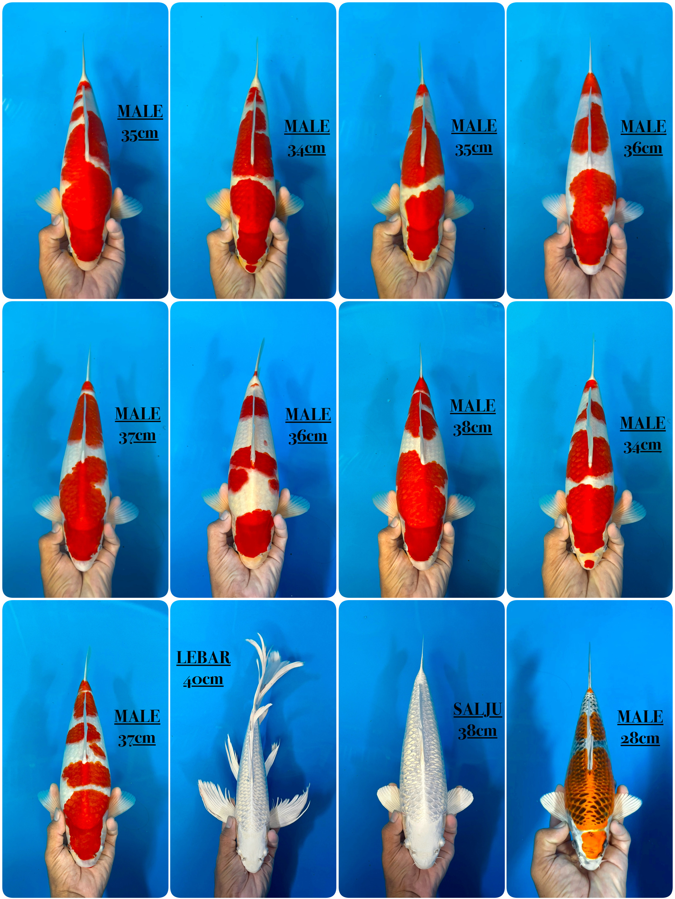 Lelang Koi Online, Jual Beli Ikan Koi, Pasar Koi Terbaik, Agen Lelang Koi, Penawaran Koi Berkualitas, Harga Jual Koi, Lelang Ikan Koi Import, Beli Koi Online, Jual Koi Murah, Koi Showroom, Penjual Koi Terpercaya, Lelang Koi Jakarta, Jual Koi Lokal, Koi Kualitas Unggul, Harga Terbaik Koi, Jual Koi Indukan, Lelang Ikan Hias Koi, Pasar Koi Indonesia, Beli Koi Berkualitas Tinggi, Koi Farm Terbesar, Jual Beli Koi Impor, Lelang Ikan Koi Kualitas Premium, Daftar Harga Koi Terbaru, Pusat Jual Beli Koi, Info Lelang Koi Hari Ini.