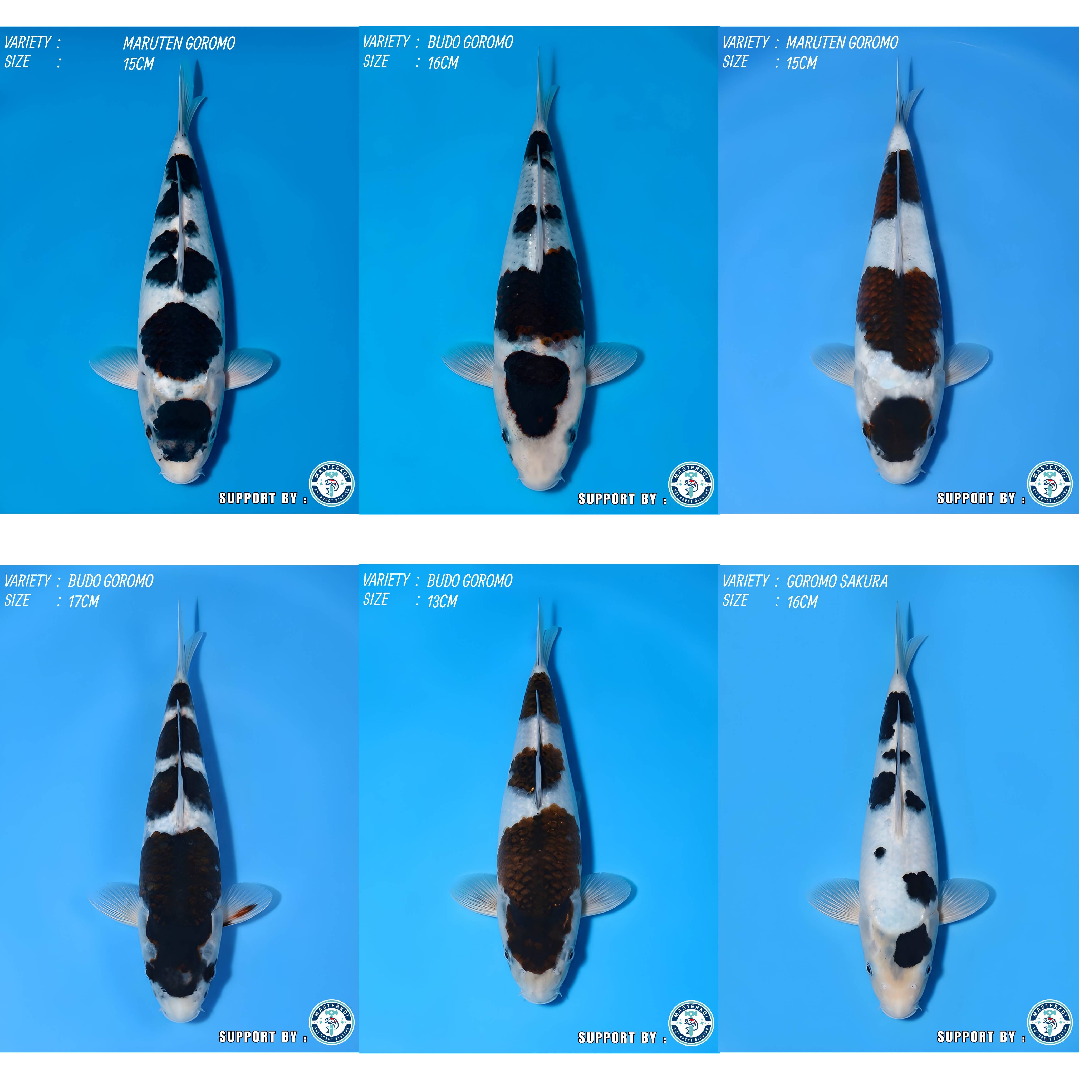 Lelang Koi Online, Jual Beli Ikan Koi, Pasar Koi Terbaik, Agen Lelang Koi, Penawaran Koi Berkualitas, Harga Jual Koi, Lelang Ikan Koi Import, Beli Koi Online, Jual Koi Murah, Koi Showroom, Penjual Koi Terpercaya, Lelang Koi Jakarta, Jual Koi Lokal, Koi Kualitas Unggul, Harga Terbaik Koi, Jual Koi Indukan, Lelang Ikan Hias Koi, Pasar Koi Indonesia, Beli Koi Berkualitas Tinggi, Koi Farm Terbesar, Jual Beli Koi Impor, Lelang Ikan Koi Kualitas Premium, Daftar Harga Koi Terbaru, Pusat Jual Beli Koi, Info Lelang Koi Hari Ini.