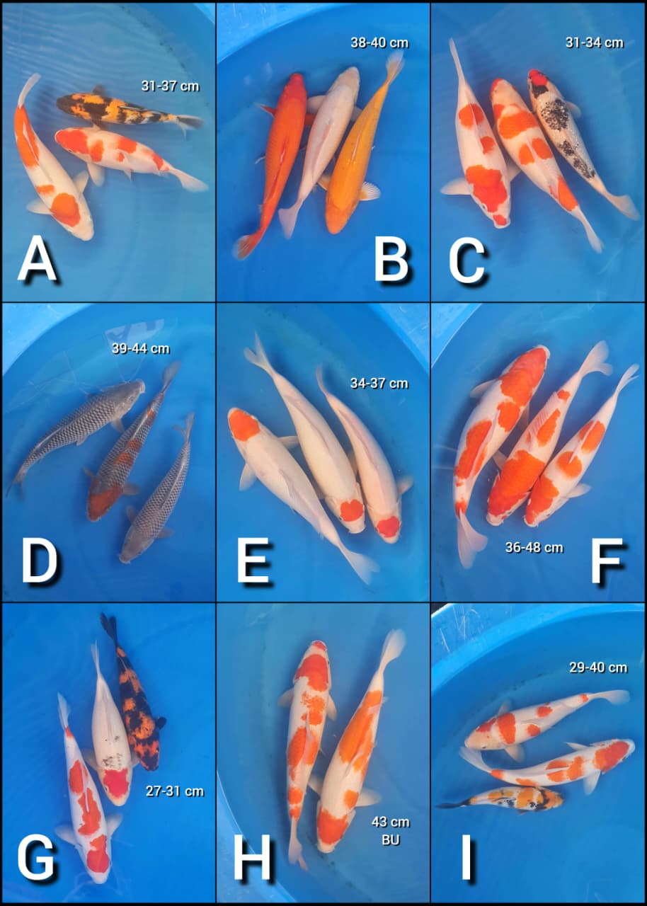 Lelang Koi Online, Jual Beli Ikan Koi, Pasar Koi Terbaik, Agen Lelang Koi, Penawaran Koi Berkualitas, Harga Jual Koi, Lelang Ikan Koi Import, Beli Koi Online, Jual Koi Murah, Koi Showroom, Penjual Koi Terpercaya, Lelang Koi Jakarta, Jual Koi Lokal, Koi Kualitas Unggul, Harga Terbaik Koi, Jual Koi Indukan, Lelang Ikan Hias Koi, Pasar Koi Indonesia, Beli Koi Berkualitas Tinggi, Koi Farm Terbesar, Jual Beli Koi Impor, Lelang Ikan Koi Kualitas Premium, Daftar Harga Koi Terbaru, Pusat Jual Beli Koi, Info Lelang Koi Hari Ini.