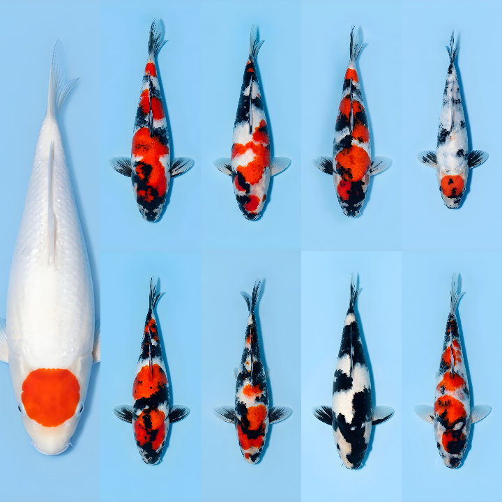 Lelang Koi Online, Jual Beli Ikan Koi, Pasar Koi Terbaik, Agen Lelang Koi, Penawaran Koi Berkualitas, Harga Jual Koi, Lelang Ikan Koi Import, Beli Koi Online, Jual Koi Murah, Koi Showroom, Penjual Koi Terpercaya, Lelang Koi Jakarta, Jual Koi Lokal, Koi Kualitas Unggul, Harga Terbaik Koi, Jual Koi Indukan, Lelang Ikan Hias Koi, Pasar Koi Indonesia, Beli Koi Berkualitas Tinggi, Koi Farm Terbesar, Jual Beli Koi Impor, Lelang Ikan Koi Kualitas Premium, Daftar Harga Koi Terbaru, Pusat Jual Beli Koi, Info Lelang Koi Hari Ini.