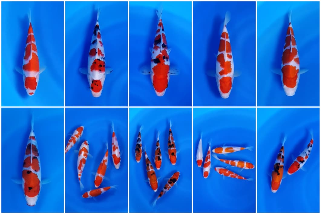 Lelang Koi Online, Jual Beli Ikan Koi, Pasar Koi Terbaik, Agen Lelang Koi, Penawaran Koi Berkualitas, Harga Jual Koi, Lelang Ikan Koi Import, Beli Koi Online, Jual Koi Murah, Koi Showroom, Penjual Koi Terpercaya, Lelang Koi Jakarta, Jual Koi Lokal, Koi Kualitas Unggul, Harga Terbaik Koi, Jual Koi Indukan, Lelang Ikan Hias Koi, Pasar Koi Indonesia, Beli Koi Berkualitas Tinggi, Koi Farm Terbesar, Jual Beli Koi Impor, Lelang Ikan Koi Kualitas Premium, Daftar Harga Koi Terbaru, Pusat Jual Beli Koi, Info Lelang Koi Hari Ini.