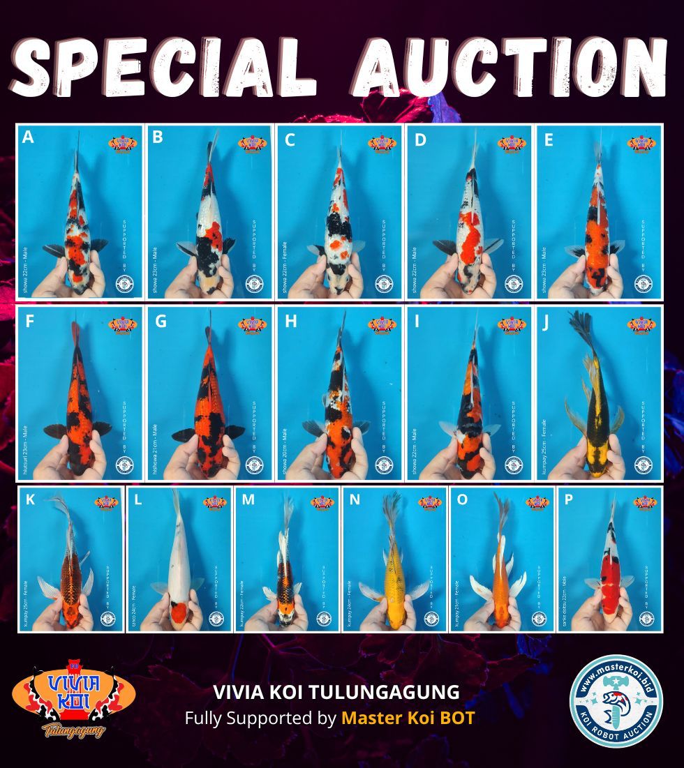 Lelang Koi Online, Jual Beli Ikan Koi, Pasar Koi Terbaik, Agen Lelang Koi, Penawaran Koi Berkualitas, Harga Jual Koi, Lelang Ikan Koi Import, Beli Koi Online, Jual Koi Murah, Koi Showroom, Penjual Koi Terpercaya, Lelang Koi Jakarta, Jual Koi Lokal, Koi Kualitas Unggul, Harga Terbaik Koi, Jual Koi Indukan, Lelang Ikan Hias Koi, Pasar Koi Indonesia, Beli Koi Berkualitas Tinggi, Koi Farm Terbesar, Jual Beli Koi Impor, Lelang Ikan Koi Kualitas Premium, Daftar Harga Koi Terbaru, Pusat Jual Beli Koi, Info Lelang Koi Hari Ini.