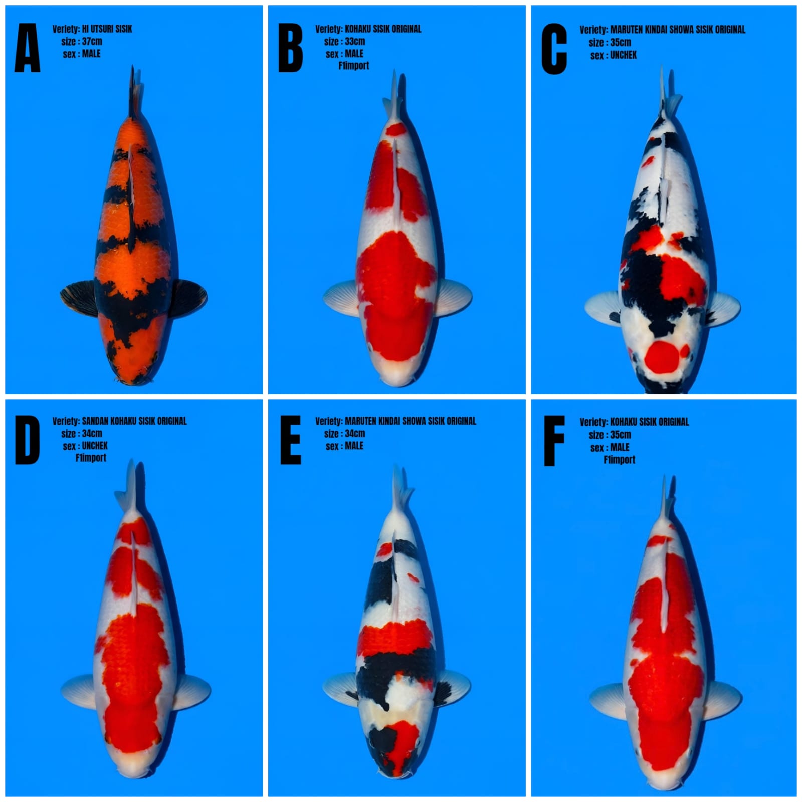 Lelang Koi Online, Jual Beli Ikan Koi, Pasar Koi Terbaik, Agen Lelang Koi, Penawaran Koi Berkualitas, Harga Jual Koi, Lelang Ikan Koi Import, Beli Koi Online, Jual Koi Murah, Koi Showroom, Penjual Koi Terpercaya, Lelang Koi Jakarta, Jual Koi Lokal, Koi Kualitas Unggul, Harga Terbaik Koi, Jual Koi Indukan, Lelang Ikan Hias Koi, Pasar Koi Indonesia, Beli Koi Berkualitas Tinggi, Koi Farm Terbesar, Jual Beli Koi Impor, Lelang Ikan Koi Kualitas Premium, Daftar Harga Koi Terbaru, Pusat Jual Beli Koi, Info Lelang Koi Hari Ini.