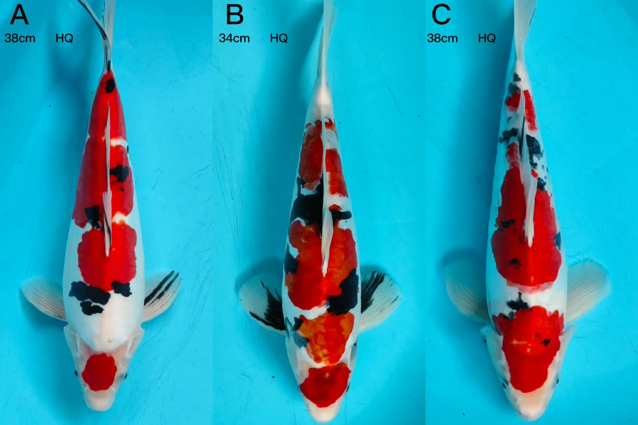 Lelang Koi Online, Jual Beli Ikan Koi, Pasar Koi Terbaik, Agen Lelang Koi, Penawaran Koi Berkualitas, Harga Jual Koi, Lelang Ikan Koi Import, Beli Koi Online, Jual Koi Murah, Koi Showroom, Penjual Koi Terpercaya, Lelang Koi Jakarta, Jual Koi Lokal, Koi Kualitas Unggul, Harga Terbaik Koi, Jual Koi Indukan, Lelang Ikan Hias Koi, Pasar Koi Indonesia, Beli Koi Berkualitas Tinggi, Koi Farm Terbesar, Jual Beli Koi Impor, Lelang Ikan Koi Kualitas Premium, Daftar Harga Koi Terbaru, Pusat Jual Beli Koi, Info Lelang Koi Hari Ini.