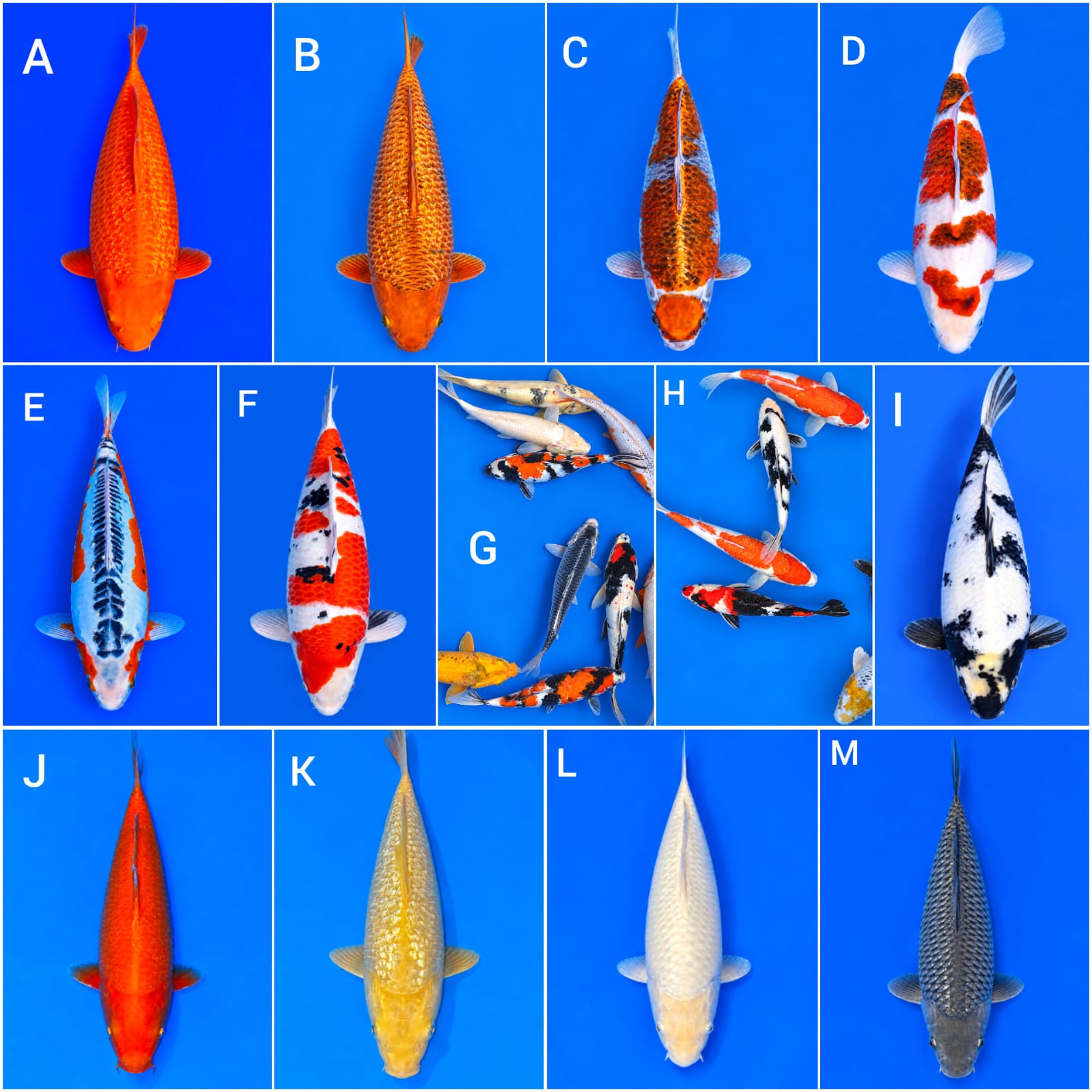 Lelang Koi Online, Jual Beli Ikan Koi, Pasar Koi Terbaik, Agen Lelang Koi, Penawaran Koi Berkualitas, Harga Jual Koi, Lelang Ikan Koi Import, Beli Koi Online, Jual Koi Murah, Koi Showroom, Penjual Koi Terpercaya, Lelang Koi Jakarta, Jual Koi Lokal, Koi Kualitas Unggul, Harga Terbaik Koi, Jual Koi Indukan, Lelang Ikan Hias Koi, Pasar Koi Indonesia, Beli Koi Berkualitas Tinggi, Koi Farm Terbesar, Jual Beli Koi Impor, Lelang Ikan Koi Kualitas Premium, Daftar Harga Koi Terbaru, Pusat Jual Beli Koi, Info Lelang Koi Hari Ini.
