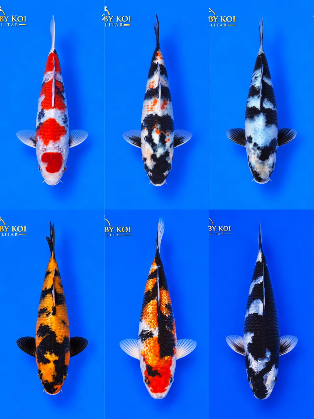Lelang Koi Online, Jual Beli Ikan Koi, Pasar Koi Terbaik, Agen Lelang Koi, Penawaran Koi Berkualitas, Harga Jual Koi, Lelang Ikan Koi Import, Beli Koi Online, Jual Koi Murah, Koi Showroom, Penjual Koi Terpercaya, Lelang Koi Jakarta, Jual Koi Lokal, Koi Kualitas Unggul, Harga Terbaik Koi, Jual Koi Indukan, Lelang Ikan Hias Koi, Pasar Koi Indonesia, Beli Koi Berkualitas Tinggi, Koi Farm Terbesar, Jual Beli Koi Impor, Lelang Ikan Koi Kualitas Premium, Daftar Harga Koi Terbaru, Pusat Jual Beli Koi, Info Lelang Koi Hari Ini.