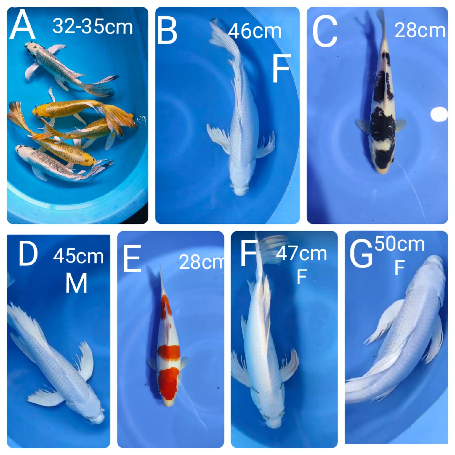 Lelang Koi Online, Jual Beli Ikan Koi, Pasar Koi Terbaik, Agen Lelang Koi, Penawaran Koi Berkualitas, Harga Jual Koi, Lelang Ikan Koi Import, Beli Koi Online, Jual Koi Murah, Koi Showroom, Penjual Koi Terpercaya, Lelang Koi Jakarta, Jual Koi Lokal, Koi Kualitas Unggul, Harga Terbaik Koi, Jual Koi Indukan, Lelang Ikan Hias Koi, Pasar Koi Indonesia, Beli Koi Berkualitas Tinggi, Koi Farm Terbesar, Jual Beli Koi Impor, Lelang Ikan Koi Kualitas Premium, Daftar Harga Koi Terbaru, Pusat Jual Beli Koi, Info Lelang Koi Hari Ini.