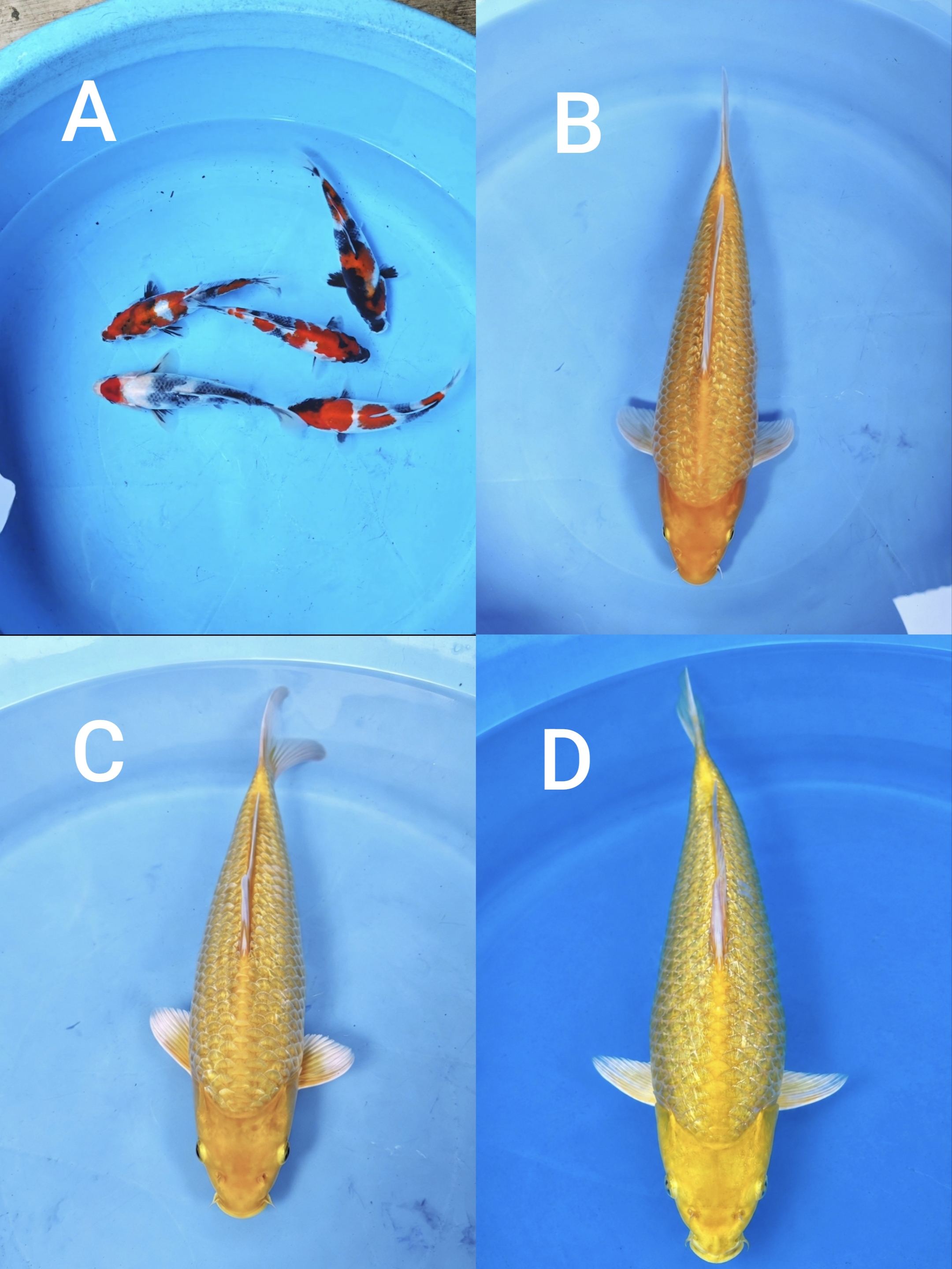 Lelang Koi Online, Jual Beli Ikan Koi, Pasar Koi Terbaik, Agen Lelang Koi, Penawaran Koi Berkualitas, Harga Jual Koi, Lelang Ikan Koi Import, Beli Koi Online, Jual Koi Murah, Koi Showroom, Penjual Koi Terpercaya, Lelang Koi Jakarta, Jual Koi Lokal, Koi Kualitas Unggul, Harga Terbaik Koi, Jual Koi Indukan, Lelang Ikan Hias Koi, Pasar Koi Indonesia, Beli Koi Berkualitas Tinggi, Koi Farm Terbesar, Jual Beli Koi Impor, Lelang Ikan Koi Kualitas Premium, Daftar Harga Koi Terbaru, Pusat Jual Beli Koi, Info Lelang Koi Hari Ini.