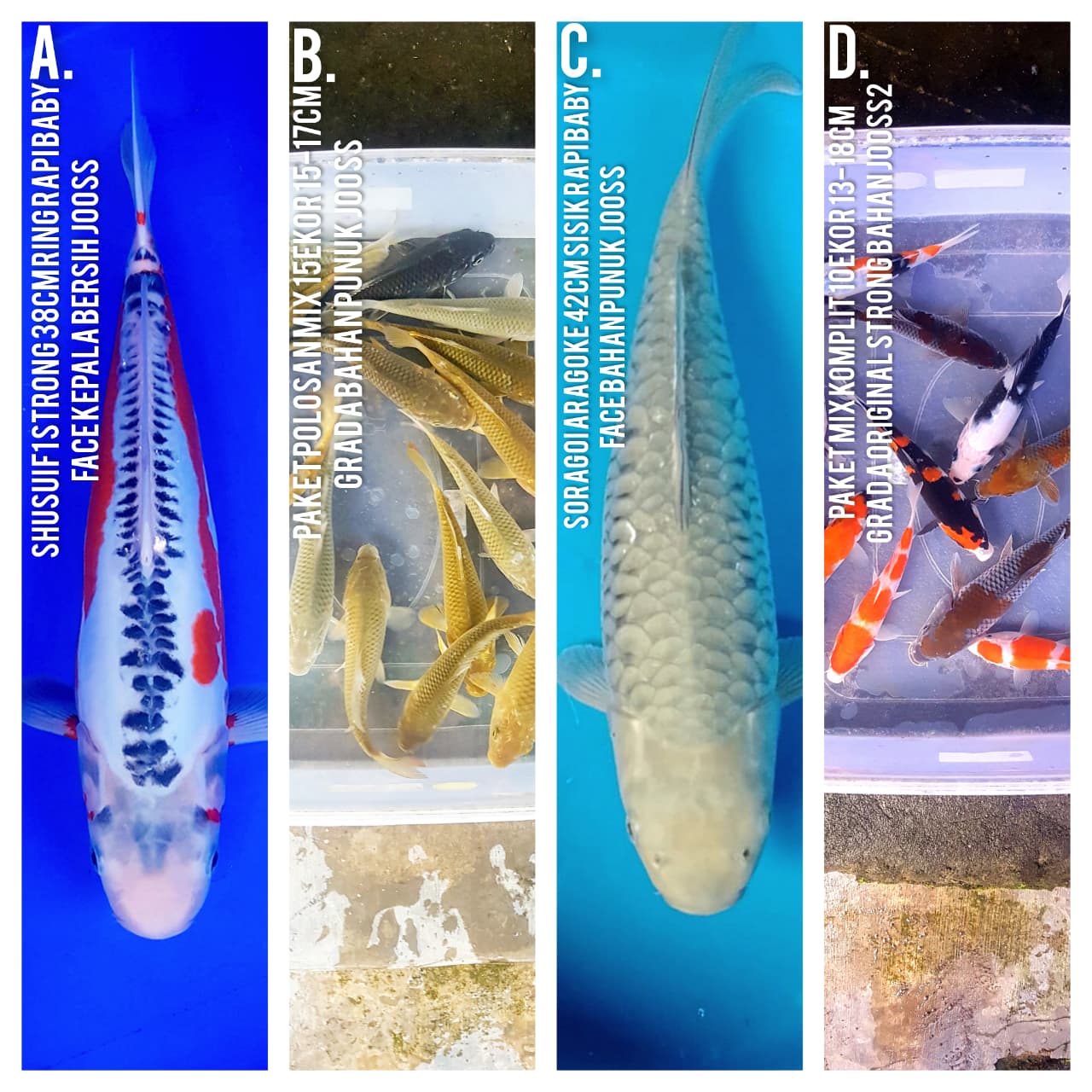 Lelang Koi Online, Jual Beli Ikan Koi, Pasar Koi Terbaik, Agen Lelang Koi, Penawaran Koi Berkualitas, Harga Jual Koi, Lelang Ikan Koi Import, Beli Koi Online, Jual Koi Murah, Koi Showroom, Penjual Koi Terpercaya, Lelang Koi Jakarta, Jual Koi Lokal, Koi Kualitas Unggul, Harga Terbaik Koi, Jual Koi Indukan, Lelang Ikan Hias Koi, Pasar Koi Indonesia, Beli Koi Berkualitas Tinggi, Koi Farm Terbesar, Jual Beli Koi Impor, Lelang Ikan Koi Kualitas Premium, Daftar Harga Koi Terbaru, Pusat Jual Beli Koi, Info Lelang Koi Hari Ini.