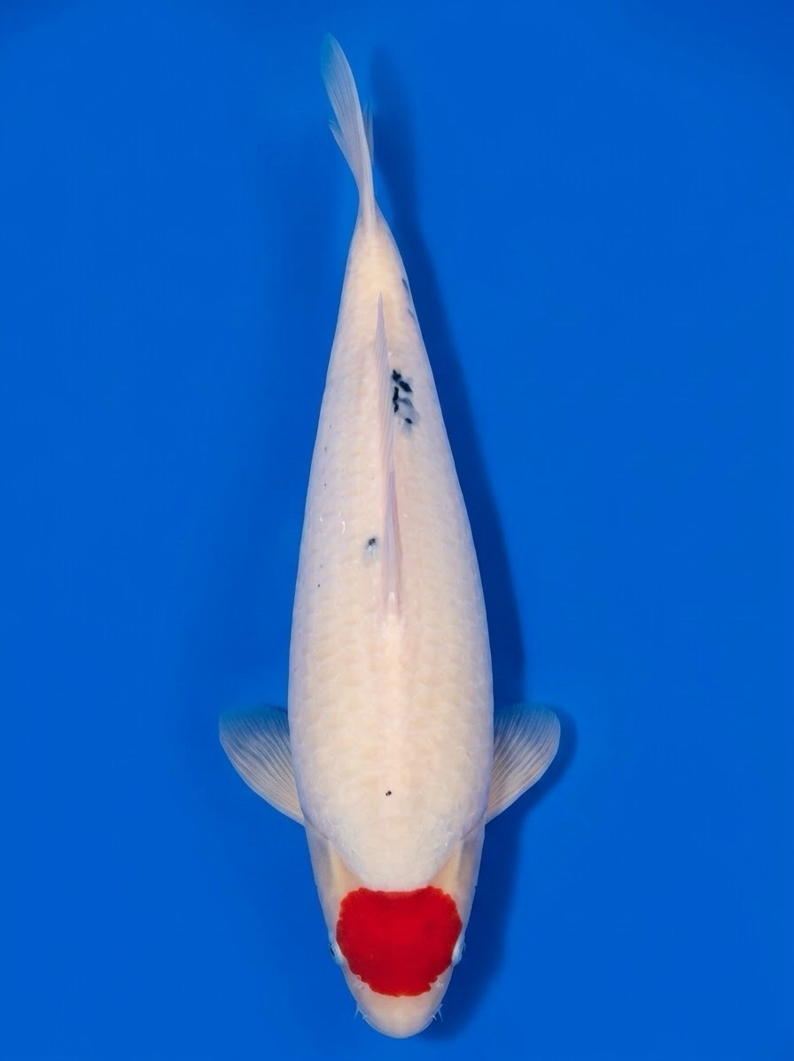 Lelang Koi Online, Jual Beli Ikan Koi, Pasar Koi Terbaik, Agen Lelang Koi, Penawaran Koi Berkualitas, Harga Jual Koi, Lelang Ikan Koi Import, Beli Koi Online, Jual Koi Murah, Koi Showroom, Penjual Koi Terpercaya, Lelang Koi Jakarta, Jual Koi Lokal, Koi Kualitas Unggul, Harga Terbaik Koi, Jual Koi Indukan, Lelang Ikan Hias Koi, Pasar Koi Indonesia, Beli Koi Berkualitas Tinggi, Koi Farm Terbesar, Jual Beli Koi Impor, Lelang Ikan Koi Kualitas Premium, Daftar Harga Koi Terbaru, Pusat Jual Beli Koi, Info Lelang Koi Hari Ini.