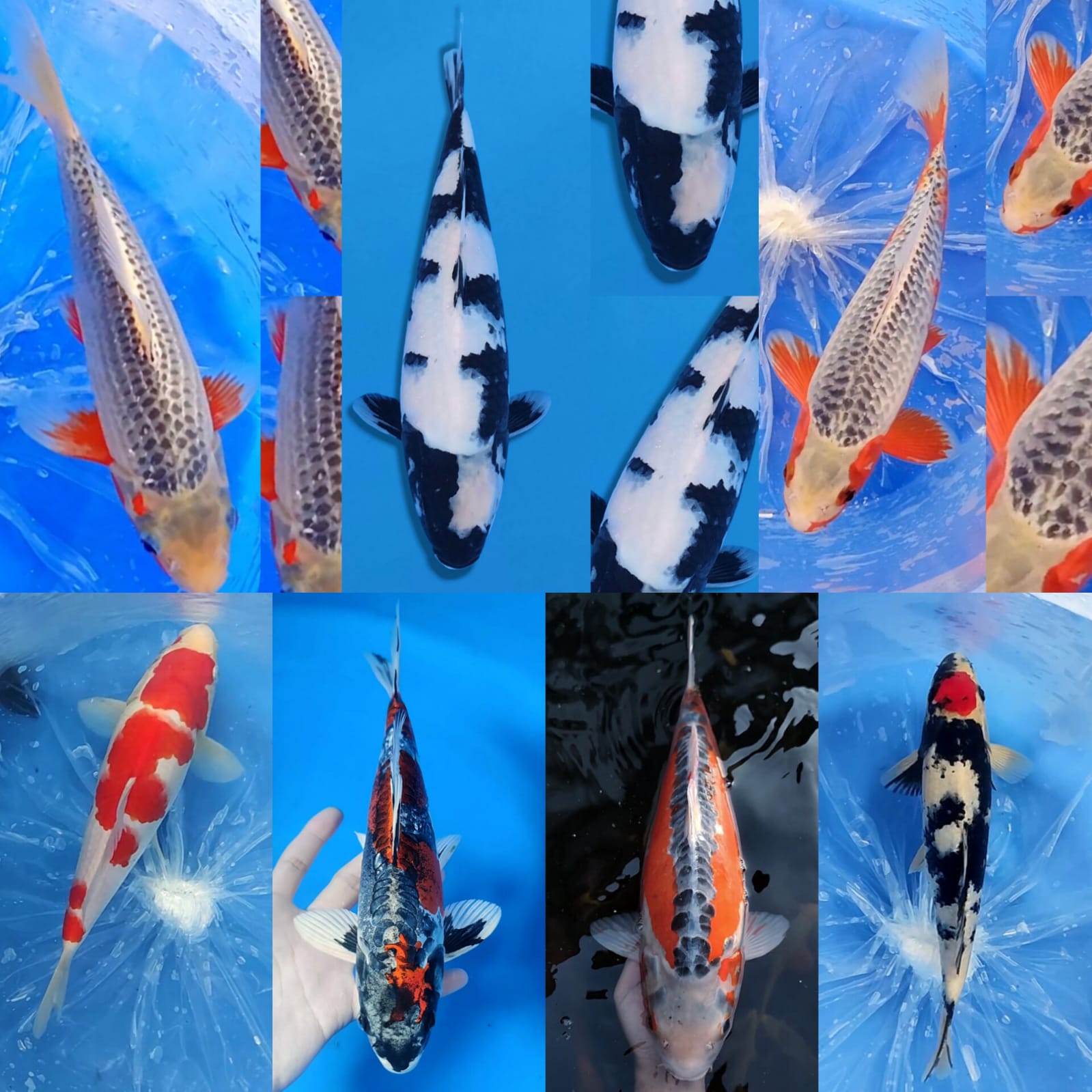 Lelang Koi Online, Jual Beli Ikan Koi, Pasar Koi Terbaik, Agen Lelang Koi, Penawaran Koi Berkualitas, Harga Jual Koi, Lelang Ikan Koi Import, Beli Koi Online, Jual Koi Murah, Koi Showroom, Penjual Koi Terpercaya, Lelang Koi Jakarta, Jual Koi Lokal, Koi Kualitas Unggul, Harga Terbaik Koi, Jual Koi Indukan, Lelang Ikan Hias Koi, Pasar Koi Indonesia, Beli Koi Berkualitas Tinggi, Koi Farm Terbesar, Jual Beli Koi Impor, Lelang Ikan Koi Kualitas Premium, Daftar Harga Koi Terbaru, Pusat Jual Beli Koi, Info Lelang Koi Hari Ini.