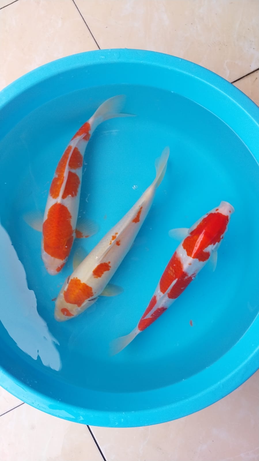Lelang Koi Online, Jual Beli Ikan Koi, Pasar Koi Terbaik, Agen Lelang Koi, Penawaran Koi Berkualitas, Harga Jual Koi, Lelang Ikan Koi Import, Beli Koi Online, Jual Koi Murah, Koi Showroom, Penjual Koi Terpercaya, Lelang Koi Jakarta, Jual Koi Lokal, Koi Kualitas Unggul, Harga Terbaik Koi, Jual Koi Indukan, Lelang Ikan Hias Koi, Pasar Koi Indonesia, Beli Koi Berkualitas Tinggi, Koi Farm Terbesar, Jual Beli Koi Impor, Lelang Ikan Koi Kualitas Premium, Daftar Harga Koi Terbaru, Pusat Jual Beli Koi, Info Lelang Koi Hari Ini.