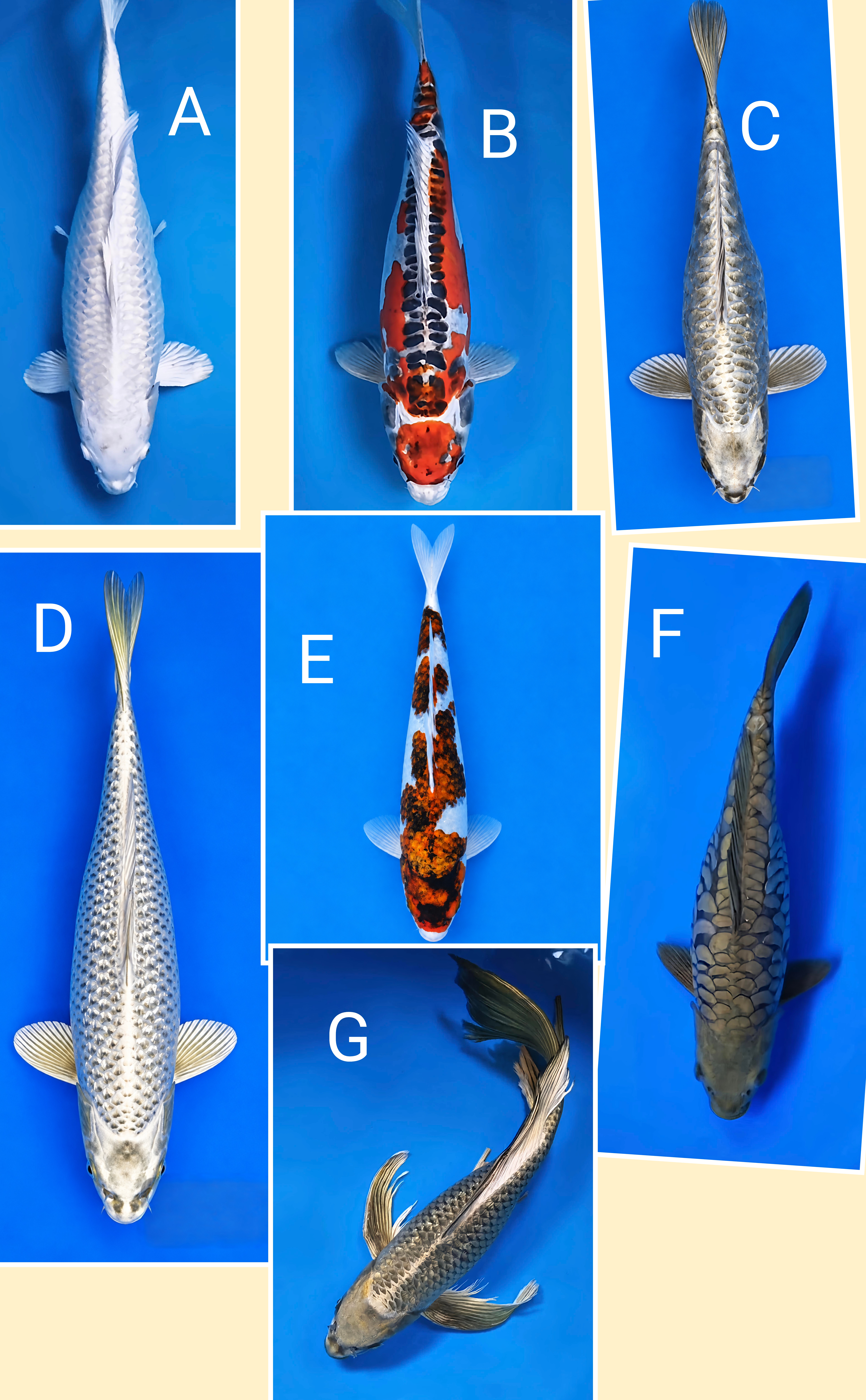 Lelang Koi Online, Jual Beli Ikan Koi, Pasar Koi Terbaik, Agen Lelang Koi, Penawaran Koi Berkualitas, Harga Jual Koi, Lelang Ikan Koi Import, Beli Koi Online, Jual Koi Murah, Koi Showroom, Penjual Koi Terpercaya, Lelang Koi Jakarta, Jual Koi Lokal, Koi Kualitas Unggul, Harga Terbaik Koi, Jual Koi Indukan, Lelang Ikan Hias Koi, Pasar Koi Indonesia, Beli Koi Berkualitas Tinggi, Koi Farm Terbesar, Jual Beli Koi Impor, Lelang Ikan Koi Kualitas Premium, Daftar Harga Koi Terbaru, Pusat Jual Beli Koi, Info Lelang Koi Hari Ini.