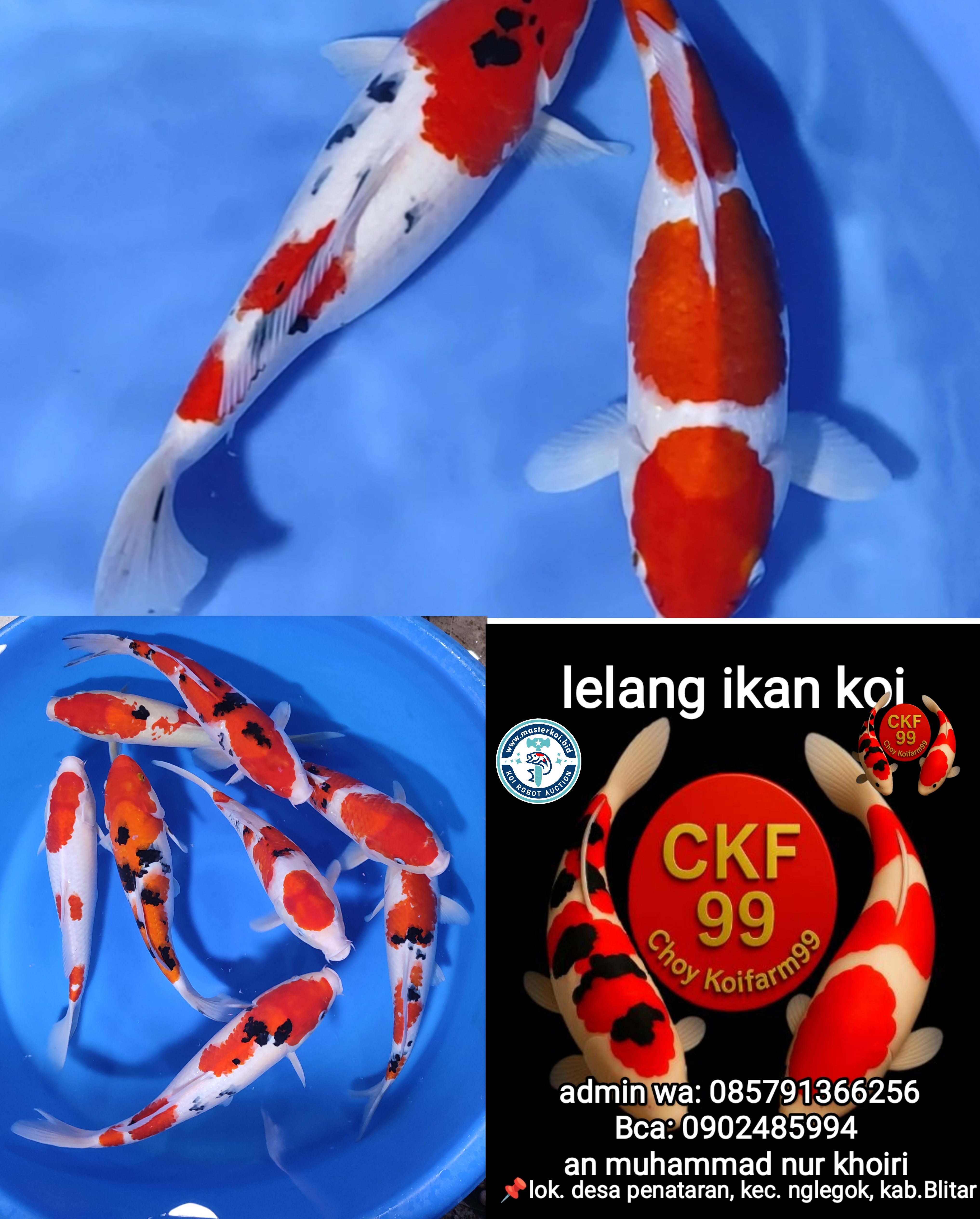 Lelang Koi Online, Jual Beli Ikan Koi, Pasar Koi Terbaik, Agen Lelang Koi, Penawaran Koi Berkualitas, Harga Jual Koi, Lelang Ikan Koi Import, Beli Koi Online, Jual Koi Murah, Koi Showroom, Penjual Koi Terpercaya, Lelang Koi Jakarta, Jual Koi Lokal, Koi Kualitas Unggul, Harga Terbaik Koi, Jual Koi Indukan, Lelang Ikan Hias Koi, Pasar Koi Indonesia, Beli Koi Berkualitas Tinggi, Koi Farm Terbesar, Jual Beli Koi Impor, Lelang Ikan Koi Kualitas Premium, Daftar Harga Koi Terbaru, Pusat Jual Beli Koi, Info Lelang Koi Hari Ini.