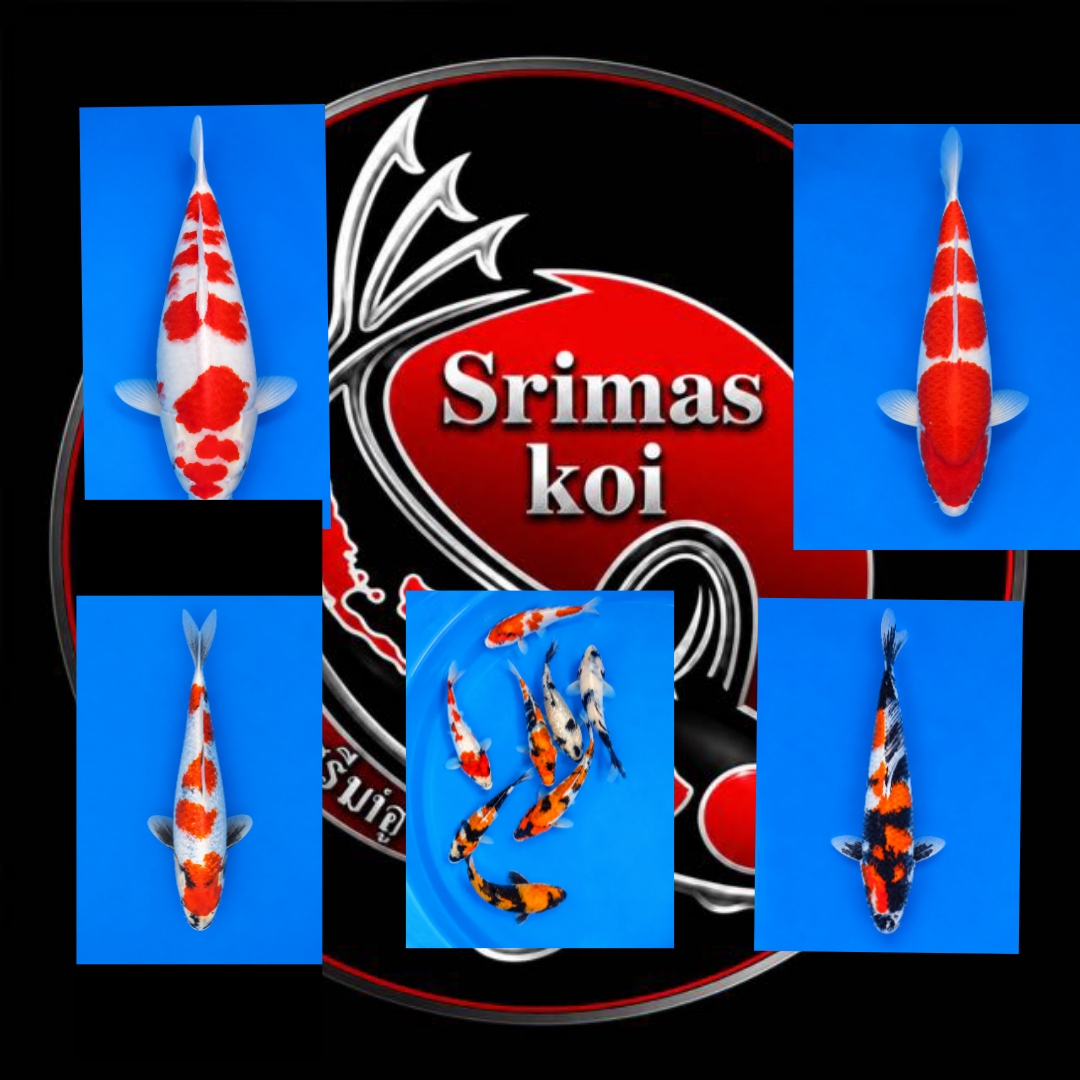 Lelang Koi Online, Jual Beli Ikan Koi, Pasar Koi Terbaik, Agen Lelang Koi, Penawaran Koi Berkualitas, Harga Jual Koi, Lelang Ikan Koi Import, Beli Koi Online, Jual Koi Murah, Koi Showroom, Penjual Koi Terpercaya, Lelang Koi Jakarta, Jual Koi Lokal, Koi Kualitas Unggul, Harga Terbaik Koi, Jual Koi Indukan, Lelang Ikan Hias Koi, Pasar Koi Indonesia, Beli Koi Berkualitas Tinggi, Koi Farm Terbesar, Jual Beli Koi Impor, Lelang Ikan Koi Kualitas Premium, Daftar Harga Koi Terbaru, Pusat Jual Beli Koi, Info Lelang Koi Hari Ini.
