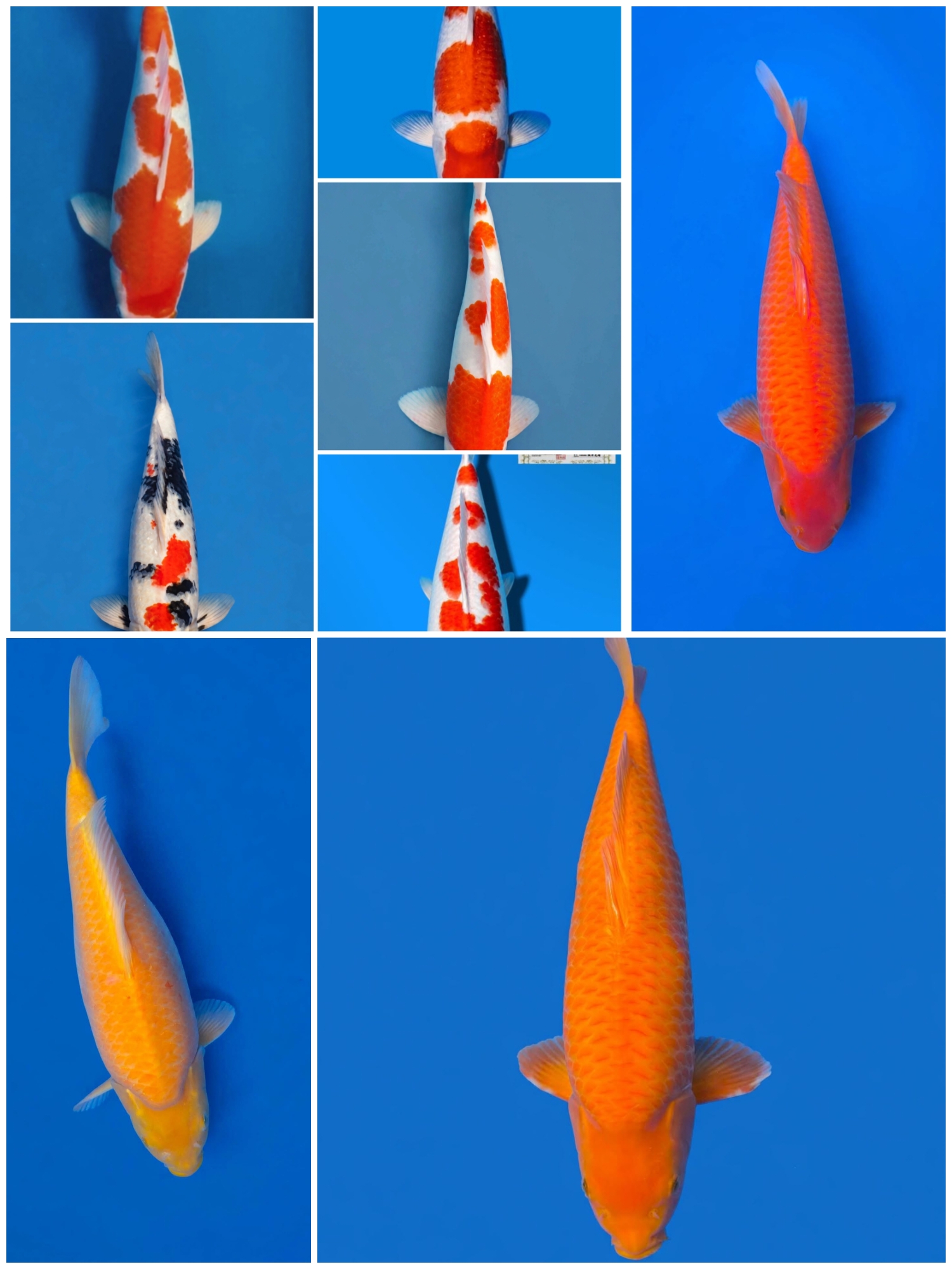 Lelang Koi Online, Jual Beli Ikan Koi, Pasar Koi Terbaik, Agen Lelang Koi, Penawaran Koi Berkualitas, Harga Jual Koi, Lelang Ikan Koi Import, Beli Koi Online, Jual Koi Murah, Koi Showroom, Penjual Koi Terpercaya, Lelang Koi Jakarta, Jual Koi Lokal, Koi Kualitas Unggul, Harga Terbaik Koi, Jual Koi Indukan, Lelang Ikan Hias Koi, Pasar Koi Indonesia, Beli Koi Berkualitas Tinggi, Koi Farm Terbesar, Jual Beli Koi Impor, Lelang Ikan Koi Kualitas Premium, Daftar Harga Koi Terbaru, Pusat Jual Beli Koi, Info Lelang Koi Hari Ini.