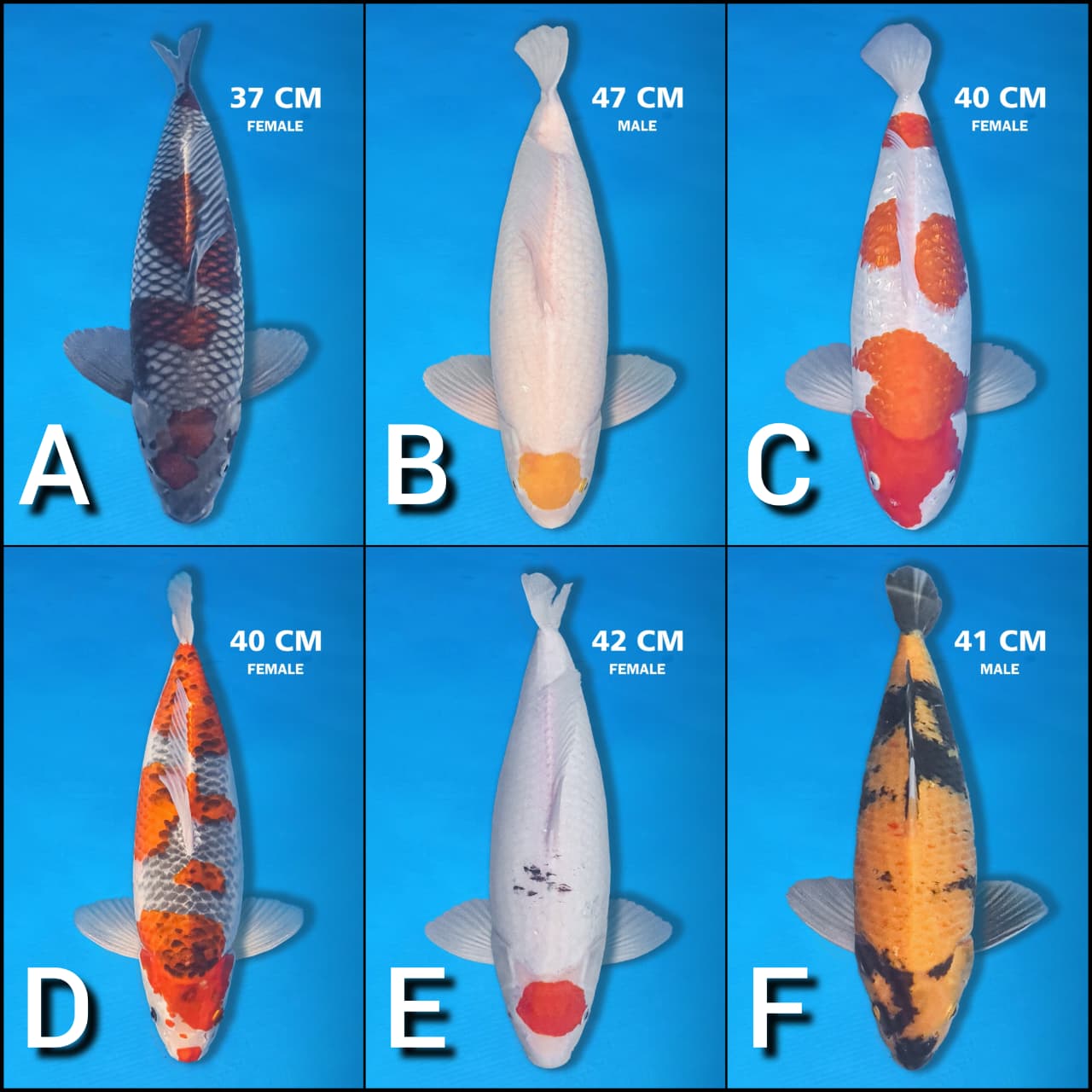 Lelang Koi Online, Jual Beli Ikan Koi, Pasar Koi Terbaik, Agen Lelang Koi, Penawaran Koi Berkualitas, Harga Jual Koi, Lelang Ikan Koi Import, Beli Koi Online, Jual Koi Murah, Koi Showroom, Penjual Koi Terpercaya, Lelang Koi Jakarta, Jual Koi Lokal, Koi Kualitas Unggul, Harga Terbaik Koi, Jual Koi Indukan, Lelang Ikan Hias Koi, Pasar Koi Indonesia, Beli Koi Berkualitas Tinggi, Koi Farm Terbesar, Jual Beli Koi Impor, Lelang Ikan Koi Kualitas Premium, Daftar Harga Koi Terbaru, Pusat Jual Beli Koi, Info Lelang Koi Hari Ini.