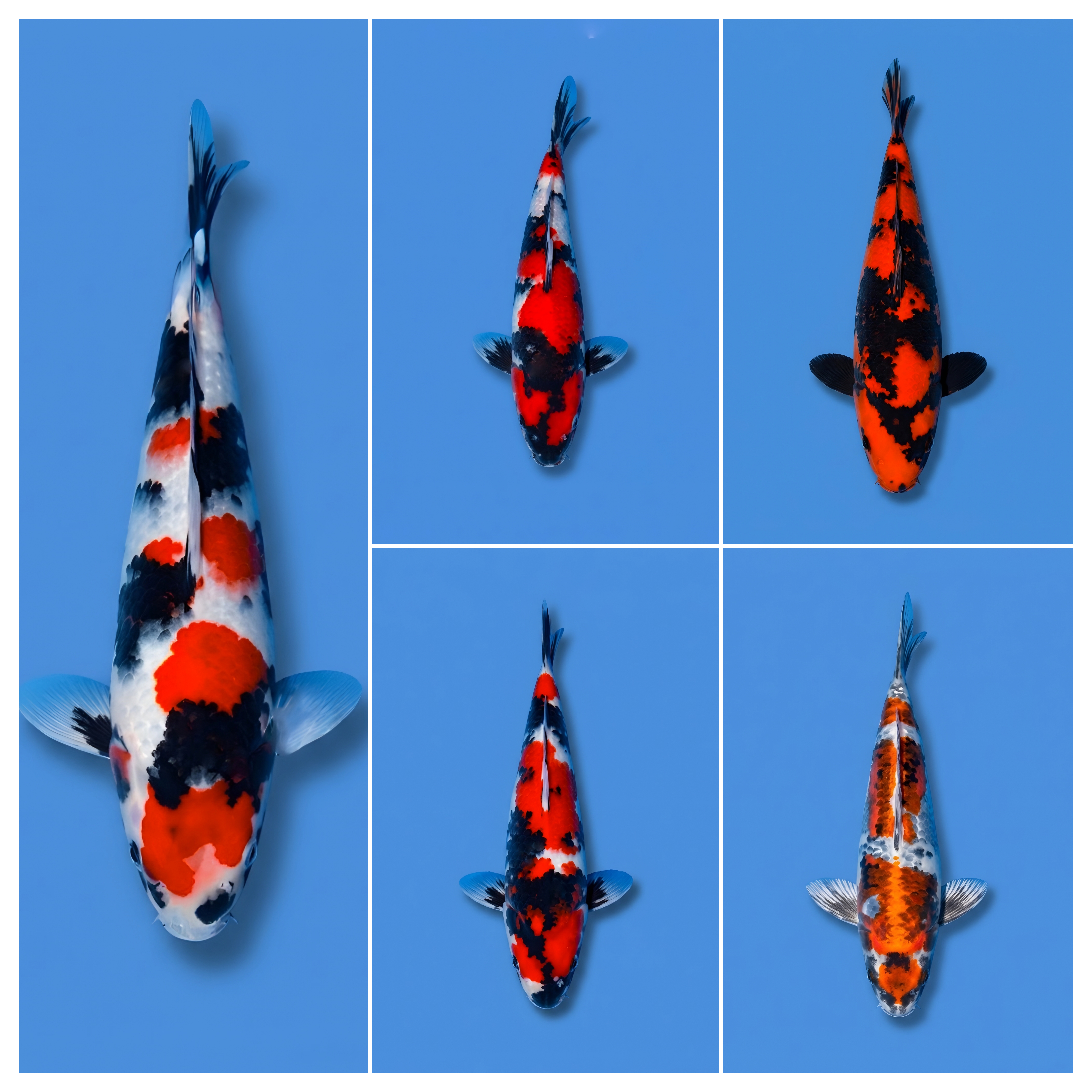 Lelang Koi Online, Jual Beli Ikan Koi, Pasar Koi Terbaik, Agen Lelang Koi, Penawaran Koi Berkualitas, Harga Jual Koi, Lelang Ikan Koi Import, Beli Koi Online, Jual Koi Murah, Koi Showroom, Penjual Koi Terpercaya, Lelang Koi Jakarta, Jual Koi Lokal, Koi Kualitas Unggul, Harga Terbaik Koi, Jual Koi Indukan, Lelang Ikan Hias Koi, Pasar Koi Indonesia, Beli Koi Berkualitas Tinggi, Koi Farm Terbesar, Jual Beli Koi Impor, Lelang Ikan Koi Kualitas Premium, Daftar Harga Koi Terbaru, Pusat Jual Beli Koi, Info Lelang Koi Hari Ini.