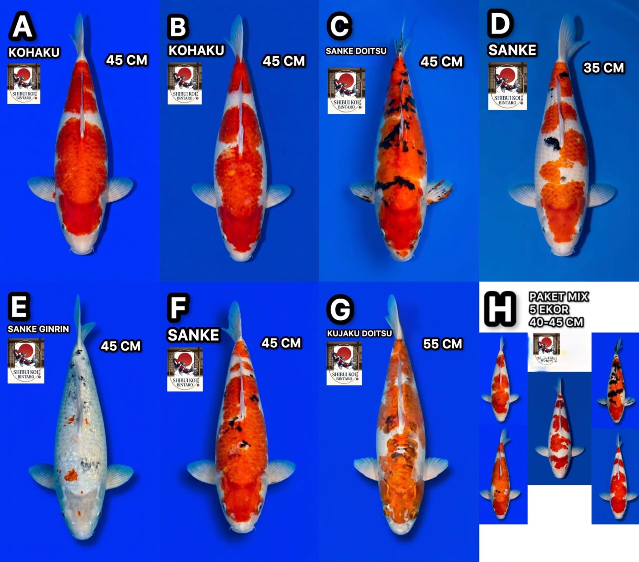 Lelang Koi Online, Jual Beli Ikan Koi, Pasar Koi Terbaik, Agen Lelang Koi, Penawaran Koi Berkualitas, Harga Jual Koi, Lelang Ikan Koi Import, Beli Koi Online, Jual Koi Murah, Koi Showroom, Penjual Koi Terpercaya, Lelang Koi Jakarta, Jual Koi Lokal, Koi Kualitas Unggul, Harga Terbaik Koi, Jual Koi Indukan, Lelang Ikan Hias Koi, Pasar Koi Indonesia, Beli Koi Berkualitas Tinggi, Koi Farm Terbesar, Jual Beli Koi Impor, Lelang Ikan Koi Kualitas Premium, Daftar Harga Koi Terbaru, Pusat Jual Beli Koi, Info Lelang Koi Hari Ini.