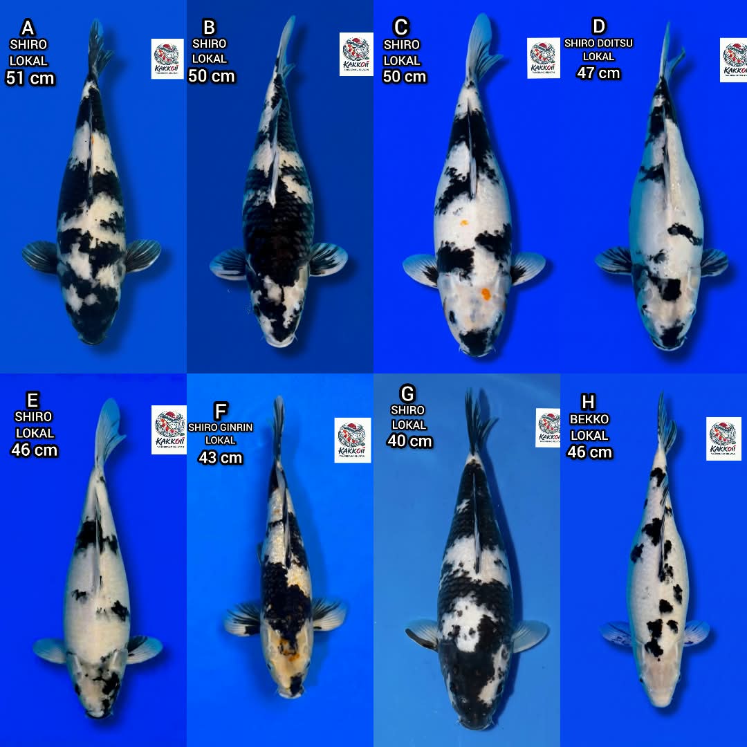 Lelang Koi Online, Jual Beli Ikan Koi, Pasar Koi Terbaik, Agen Lelang Koi, Penawaran Koi Berkualitas, Harga Jual Koi, Lelang Ikan Koi Import, Beli Koi Online, Jual Koi Murah, Koi Showroom, Penjual Koi Terpercaya, Lelang Koi Jakarta, Jual Koi Lokal, Koi Kualitas Unggul, Harga Terbaik Koi, Jual Koi Indukan, Lelang Ikan Hias Koi, Pasar Koi Indonesia, Beli Koi Berkualitas Tinggi, Koi Farm Terbesar, Jual Beli Koi Impor, Lelang Ikan Koi Kualitas Premium, Daftar Harga Koi Terbaru, Pusat Jual Beli Koi, Info Lelang Koi Hari Ini.
