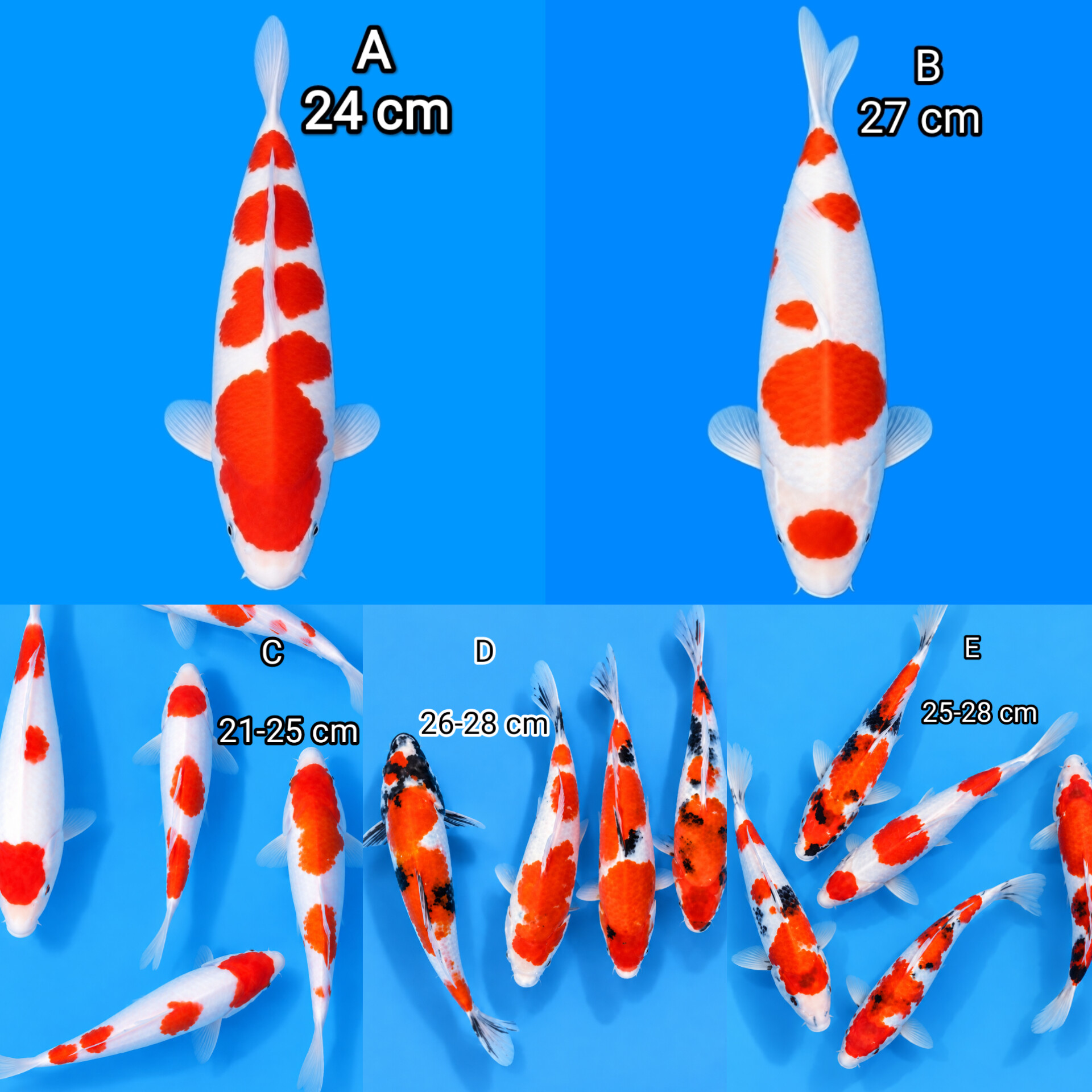 Lelang Koi Online, Jual Beli Ikan Koi, Pasar Koi Terbaik, Agen Lelang Koi, Penawaran Koi Berkualitas, Harga Jual Koi, Lelang Ikan Koi Import, Beli Koi Online, Jual Koi Murah, Koi Showroom, Penjual Koi Terpercaya, Lelang Koi Jakarta, Jual Koi Lokal, Koi Kualitas Unggul, Harga Terbaik Koi, Jual Koi Indukan, Lelang Ikan Hias Koi, Pasar Koi Indonesia, Beli Koi Berkualitas Tinggi, Koi Farm Terbesar, Jual Beli Koi Impor, Lelang Ikan Koi Kualitas Premium, Daftar Harga Koi Terbaru, Pusat Jual Beli Koi, Info Lelang Koi Hari Ini.