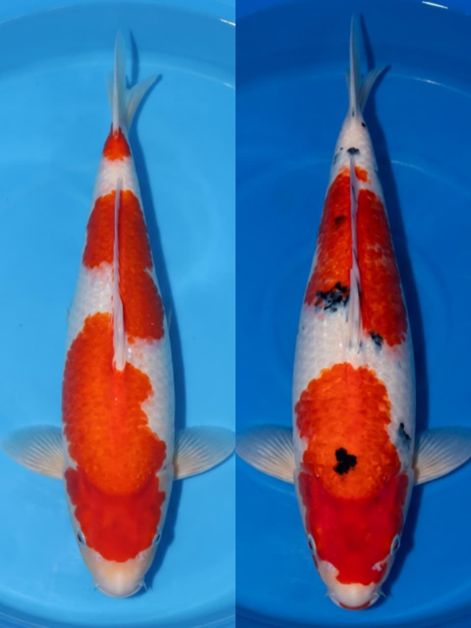 Lelang Koi Online, Jual Beli Ikan Koi, Pasar Koi Terbaik, Agen Lelang Koi, Penawaran Koi Berkualitas, Harga Jual Koi, Lelang Ikan Koi Import, Beli Koi Online, Jual Koi Murah, Koi Showroom, Penjual Koi Terpercaya, Lelang Koi Jakarta, Jual Koi Lokal, Koi Kualitas Unggul, Harga Terbaik Koi, Jual Koi Indukan, Lelang Ikan Hias Koi, Pasar Koi Indonesia, Beli Koi Berkualitas Tinggi, Koi Farm Terbesar, Jual Beli Koi Impor, Lelang Ikan Koi Kualitas Premium, Daftar Harga Koi Terbaru, Pusat Jual Beli Koi, Info Lelang Koi Hari Ini.