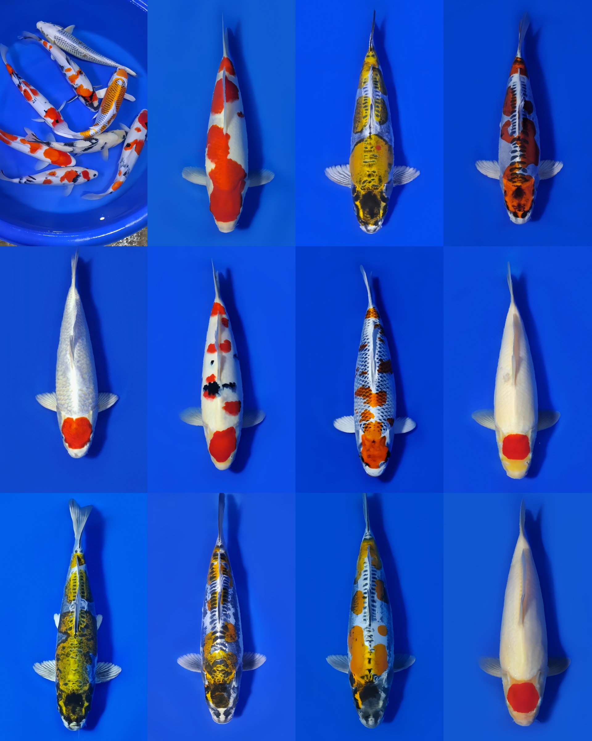 Lelang Koi Online, Jual Beli Ikan Koi, Pasar Koi Terbaik, Agen Lelang Koi, Penawaran Koi Berkualitas, Harga Jual Koi, Lelang Ikan Koi Import, Beli Koi Online, Jual Koi Murah, Koi Showroom, Penjual Koi Terpercaya, Lelang Koi Jakarta, Jual Koi Lokal, Koi Kualitas Unggul, Harga Terbaik Koi, Jual Koi Indukan, Lelang Ikan Hias Koi, Pasar Koi Indonesia, Beli Koi Berkualitas Tinggi, Koi Farm Terbesar, Jual Beli Koi Impor, Lelang Ikan Koi Kualitas Premium, Daftar Harga Koi Terbaru, Pusat Jual Beli Koi, Info Lelang Koi Hari Ini.