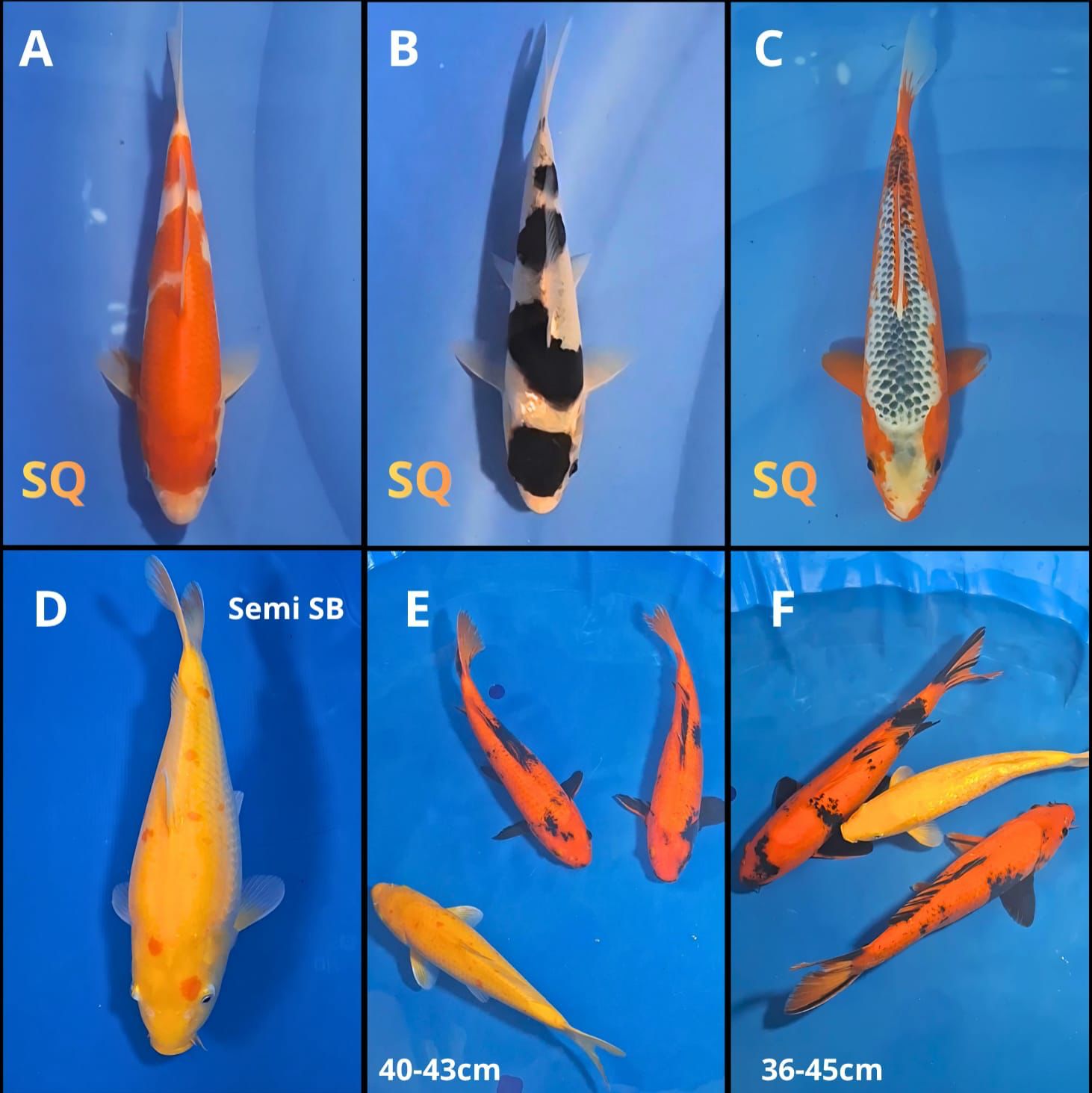 Lelang Koi Online, Jual Beli Ikan Koi, Pasar Koi Terbaik, Agen Lelang Koi, Penawaran Koi Berkualitas, Harga Jual Koi, Lelang Ikan Koi Import, Beli Koi Online, Jual Koi Murah, Koi Showroom, Penjual Koi Terpercaya, Lelang Koi Jakarta, Jual Koi Lokal, Koi Kualitas Unggul, Harga Terbaik Koi, Jual Koi Indukan, Lelang Ikan Hias Koi, Pasar Koi Indonesia, Beli Koi Berkualitas Tinggi, Koi Farm Terbesar, Jual Beli Koi Impor, Lelang Ikan Koi Kualitas Premium, Daftar Harga Koi Terbaru, Pusat Jual Beli Koi, Info Lelang Koi Hari Ini.