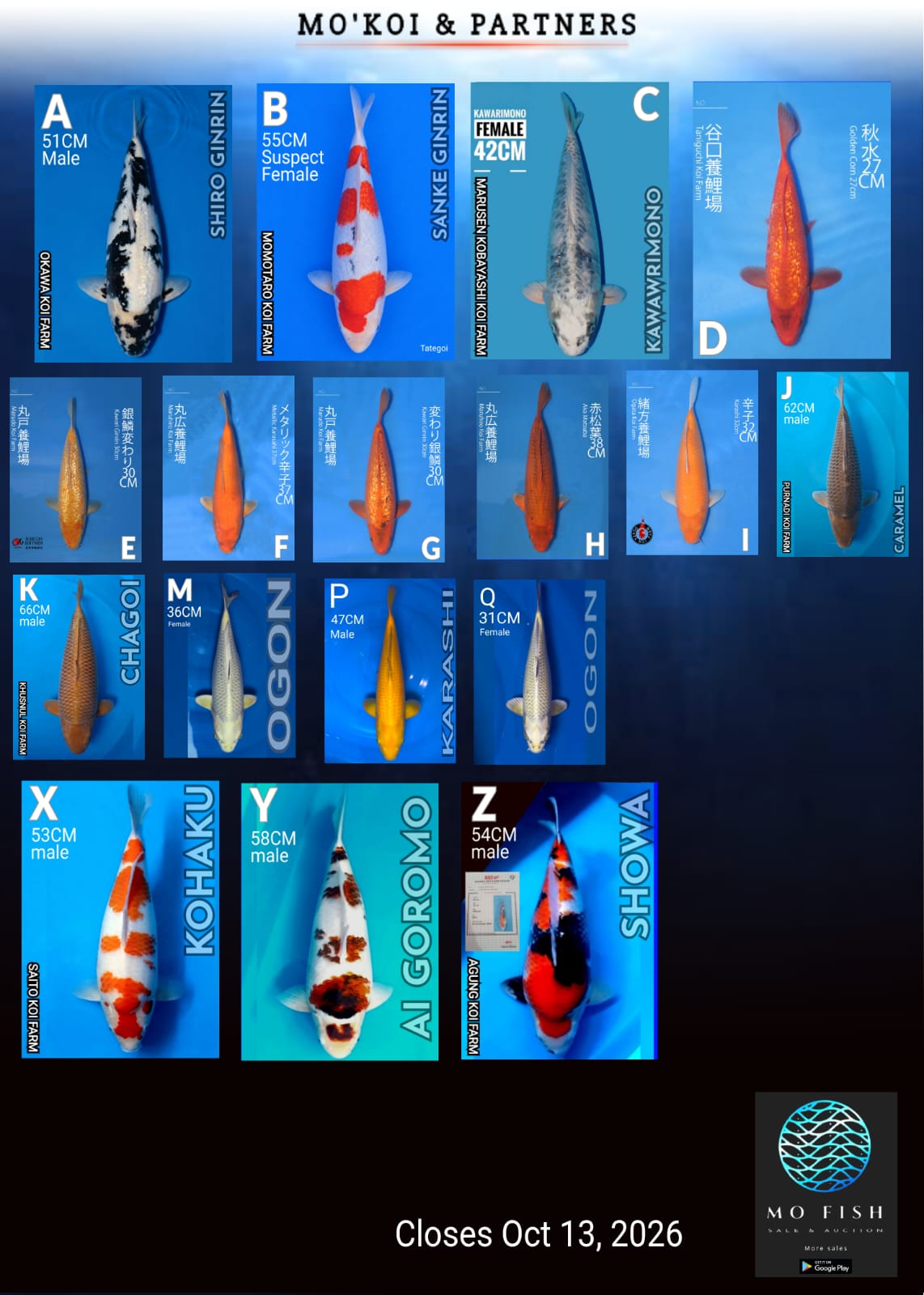 Lelang Koi Online, Jual Beli Ikan Koi, Pasar Koi Terbaik, Agen Lelang Koi, Penawaran Koi Berkualitas, Harga Jual Koi, Lelang Ikan Koi Import, Beli Koi Online, Jual Koi Murah, Koi Showroom, Penjual Koi Terpercaya, Lelang Koi Jakarta, Jual Koi Lokal, Koi Kualitas Unggul, Harga Terbaik Koi, Jual Koi Indukan, Lelang Ikan Hias Koi, Pasar Koi Indonesia, Beli Koi Berkualitas Tinggi, Koi Farm Terbesar, Jual Beli Koi Impor, Lelang Ikan Koi Kualitas Premium, Daftar Harga Koi Terbaru, Pusat Jual Beli Koi, Info Lelang Koi Hari Ini.