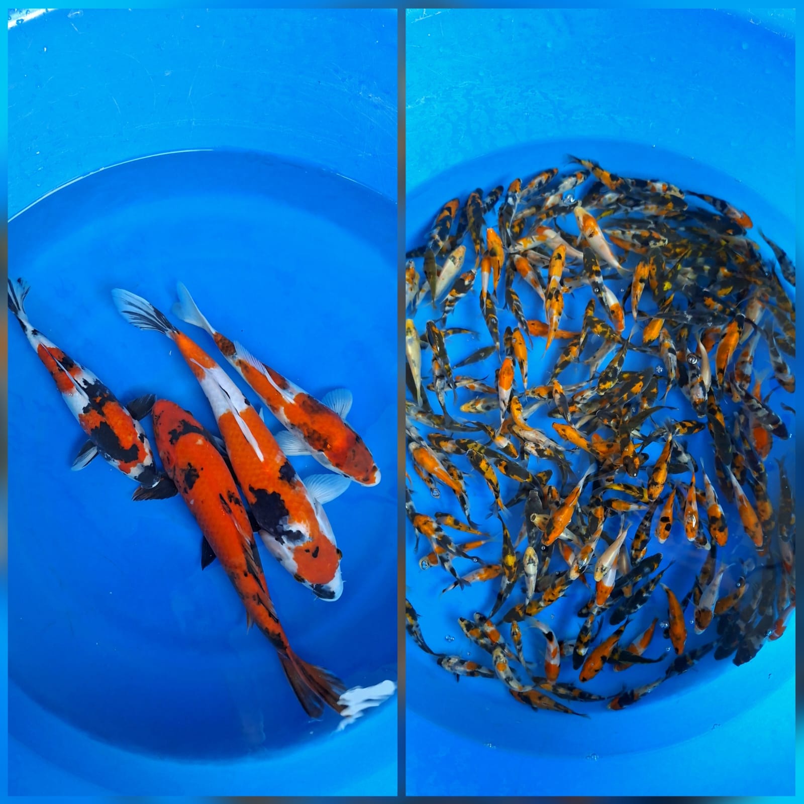 Lelang Koi Online, Jual Beli Ikan Koi, Pasar Koi Terbaik, Agen Lelang Koi, Penawaran Koi Berkualitas, Harga Jual Koi, Lelang Ikan Koi Import, Beli Koi Online, Jual Koi Murah, Koi Showroom, Penjual Koi Terpercaya, Lelang Koi Jakarta, Jual Koi Lokal, Koi Kualitas Unggul, Harga Terbaik Koi, Jual Koi Indukan, Lelang Ikan Hias Koi, Pasar Koi Indonesia, Beli Koi Berkualitas Tinggi, Koi Farm Terbesar, Jual Beli Koi Impor, Lelang Ikan Koi Kualitas Premium, Daftar Harga Koi Terbaru, Pusat Jual Beli Koi, Info Lelang Koi Hari Ini.