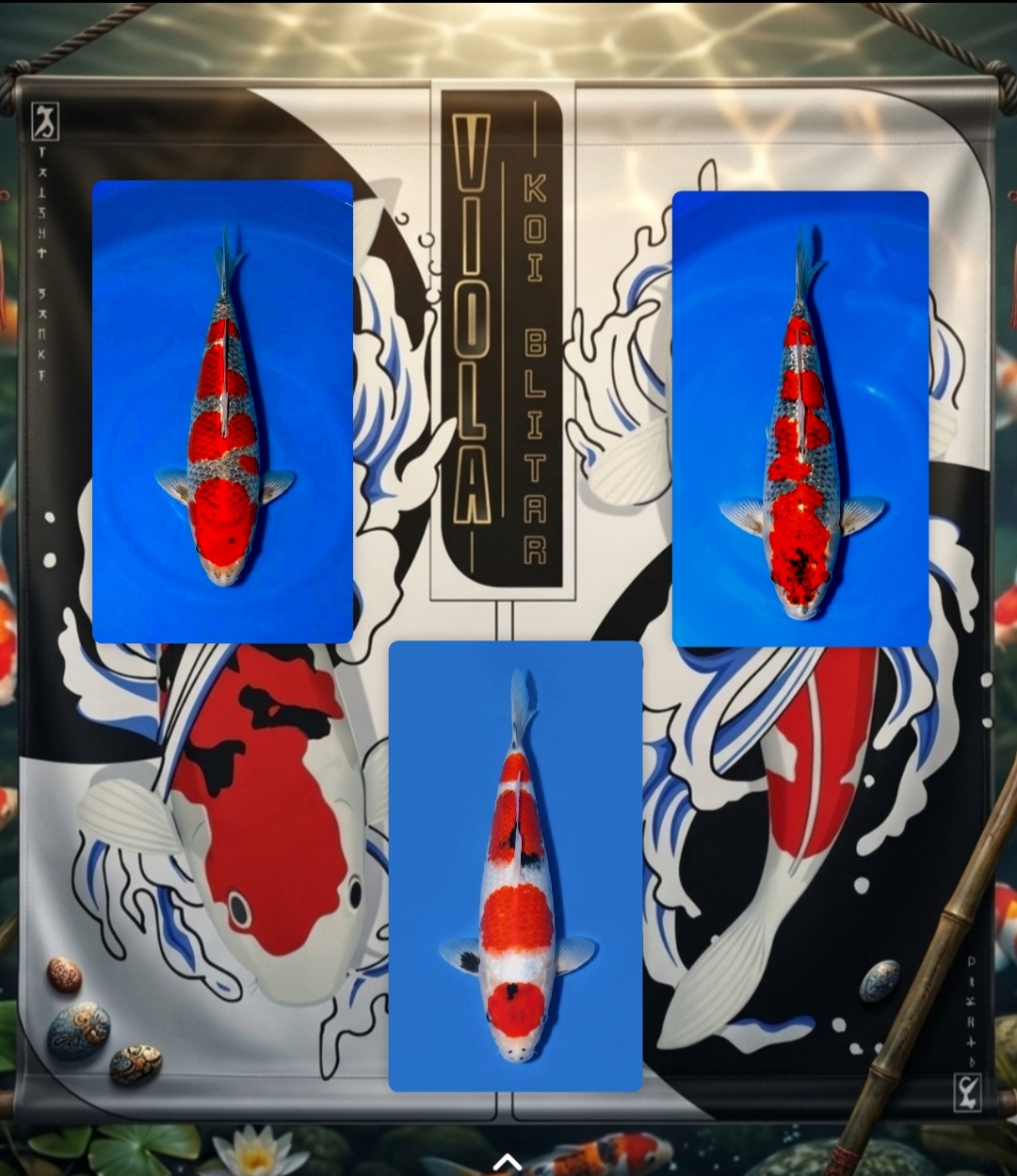 Lelang Koi Online, Jual Beli Ikan Koi, Pasar Koi Terbaik, Agen Lelang Koi, Penawaran Koi Berkualitas, Harga Jual Koi, Lelang Ikan Koi Import, Beli Koi Online, Jual Koi Murah, Koi Showroom, Penjual Koi Terpercaya, Lelang Koi Jakarta, Jual Koi Lokal, Koi Kualitas Unggul, Harga Terbaik Koi, Jual Koi Indukan, Lelang Ikan Hias Koi, Pasar Koi Indonesia, Beli Koi Berkualitas Tinggi, Koi Farm Terbesar, Jual Beli Koi Impor, Lelang Ikan Koi Kualitas Premium, Daftar Harga Koi Terbaru, Pusat Jual Beli Koi, Info Lelang Koi Hari Ini.