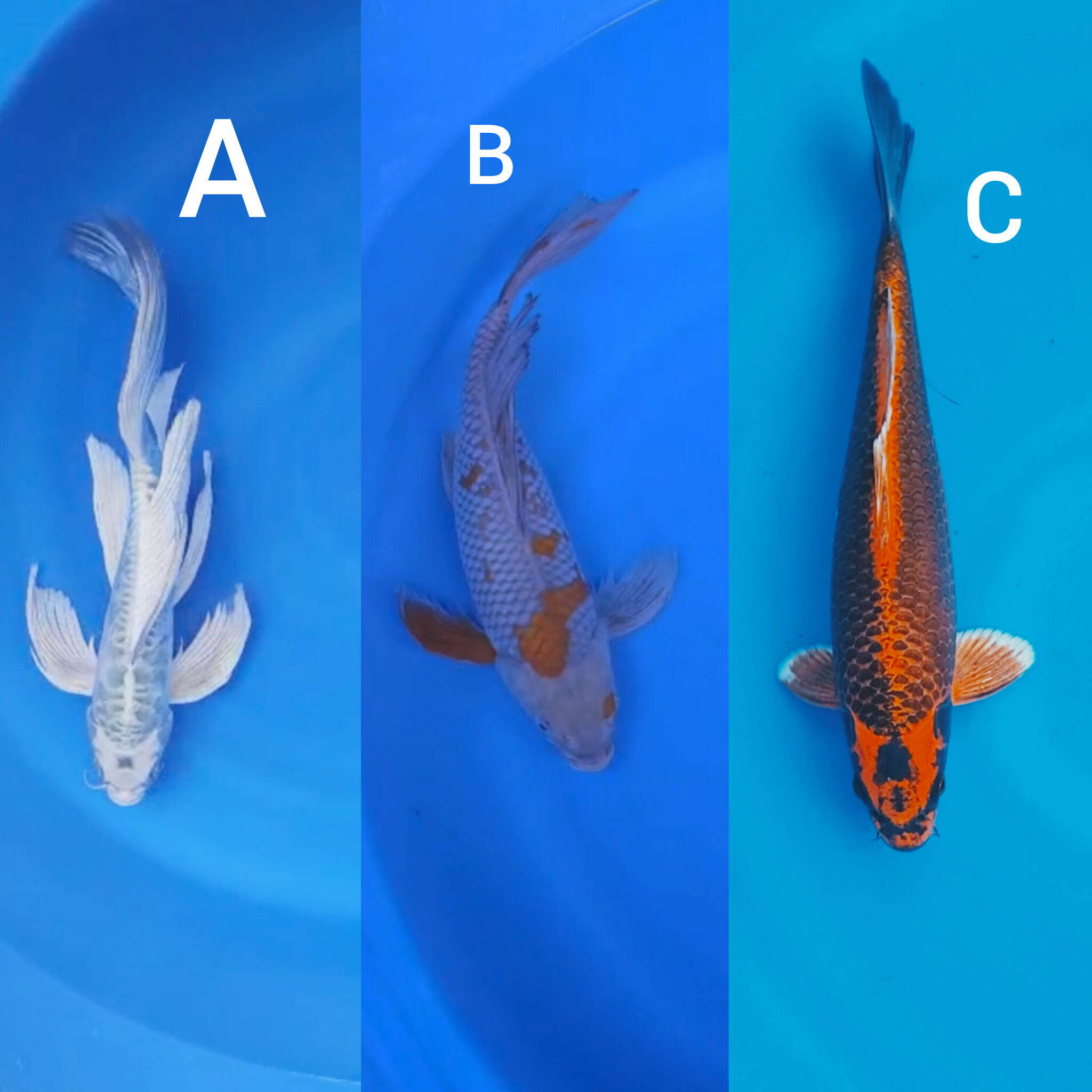 Lelang Koi Online, Jual Beli Ikan Koi, Pasar Koi Terbaik, Agen Lelang Koi, Penawaran Koi Berkualitas, Harga Jual Koi, Lelang Ikan Koi Import, Beli Koi Online, Jual Koi Murah, Koi Showroom, Penjual Koi Terpercaya, Lelang Koi Jakarta, Jual Koi Lokal, Koi Kualitas Unggul, Harga Terbaik Koi, Jual Koi Indukan, Lelang Ikan Hias Koi, Pasar Koi Indonesia, Beli Koi Berkualitas Tinggi, Koi Farm Terbesar, Jual Beli Koi Impor, Lelang Ikan Koi Kualitas Premium, Daftar Harga Koi Terbaru, Pusat Jual Beli Koi, Info Lelang Koi Hari Ini.