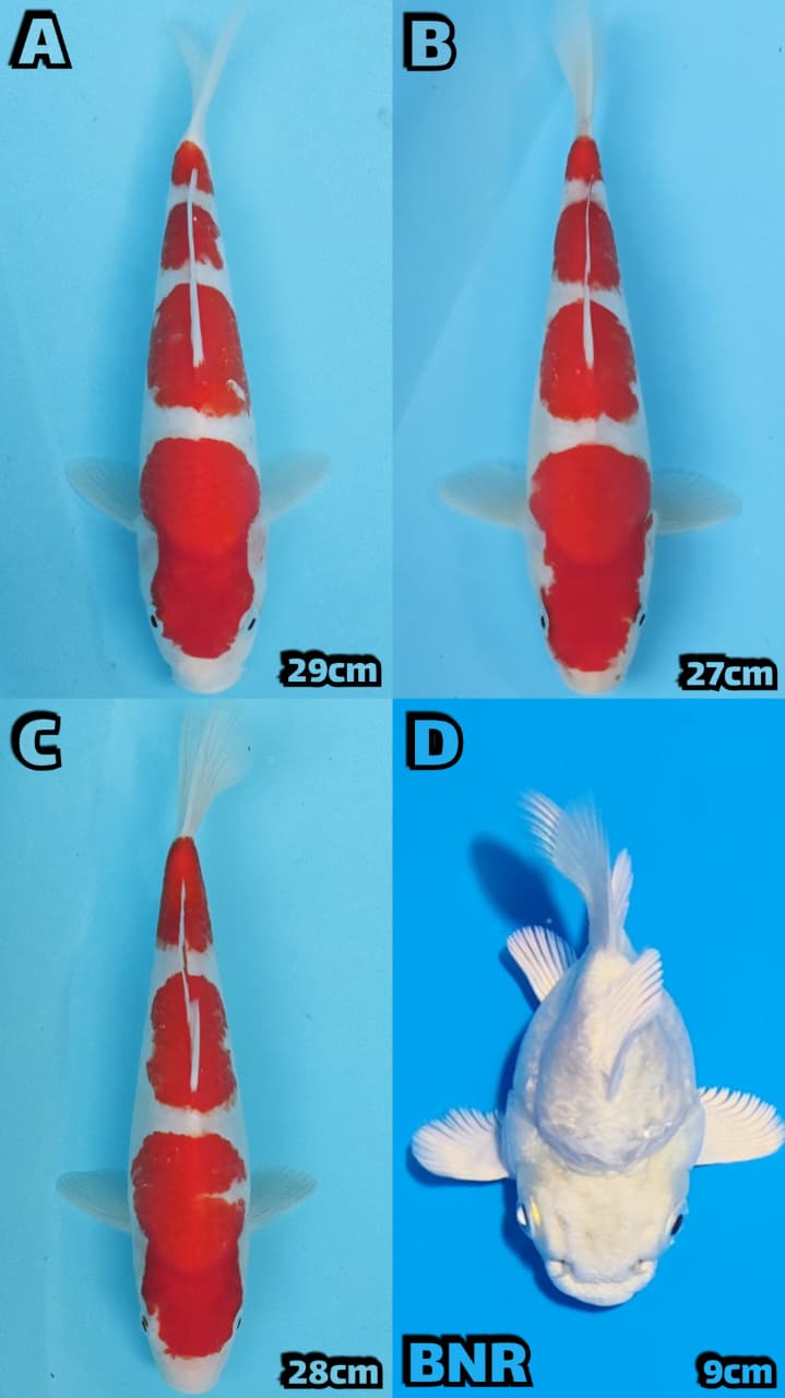 Lelang Koi Online, Jual Beli Ikan Koi, Pasar Koi Terbaik, Agen Lelang Koi, Penawaran Koi Berkualitas, Harga Jual Koi, Lelang Ikan Koi Import, Beli Koi Online, Jual Koi Murah, Koi Showroom, Penjual Koi Terpercaya, Lelang Koi Jakarta, Jual Koi Lokal, Koi Kualitas Unggul, Harga Terbaik Koi, Jual Koi Indukan, Lelang Ikan Hias Koi, Pasar Koi Indonesia, Beli Koi Berkualitas Tinggi, Koi Farm Terbesar, Jual Beli Koi Impor, Lelang Ikan Koi Kualitas Premium, Daftar Harga Koi Terbaru, Pusat Jual Beli Koi, Info Lelang Koi Hari Ini.