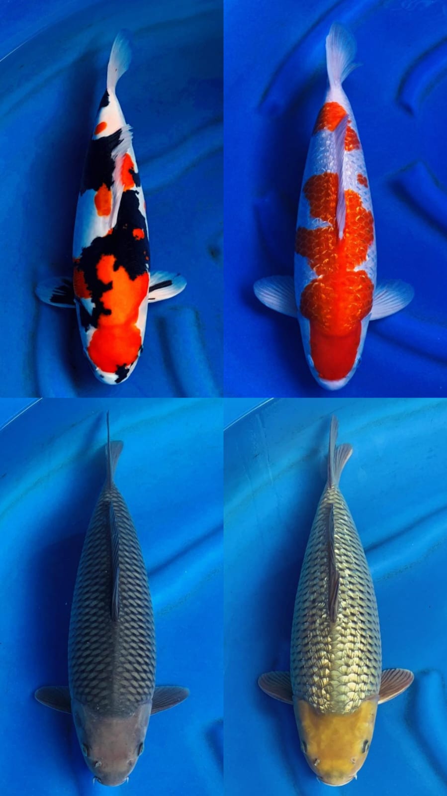 Lelang Koi Online, Jual Beli Ikan Koi, Pasar Koi Terbaik, Agen Lelang Koi, Penawaran Koi Berkualitas, Harga Jual Koi, Lelang Ikan Koi Import, Beli Koi Online, Jual Koi Murah, Koi Showroom, Penjual Koi Terpercaya, Lelang Koi Jakarta, Jual Koi Lokal, Koi Kualitas Unggul, Harga Terbaik Koi, Jual Koi Indukan, Lelang Ikan Hias Koi, Pasar Koi Indonesia, Beli Koi Berkualitas Tinggi, Koi Farm Terbesar, Jual Beli Koi Impor, Lelang Ikan Koi Kualitas Premium, Daftar Harga Koi Terbaru, Pusat Jual Beli Koi, Info Lelang Koi Hari Ini.