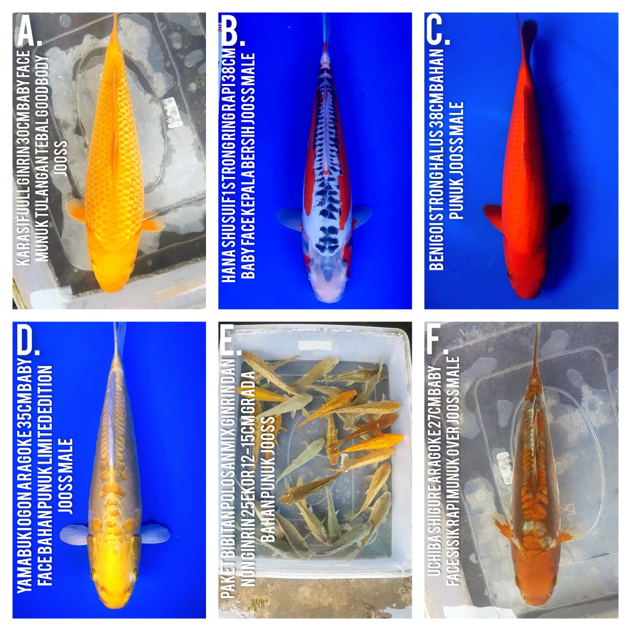 Lelang Koi Online, Jual Beli Ikan Koi, Pasar Koi Terbaik, Agen Lelang Koi, Penawaran Koi Berkualitas, Harga Jual Koi, Lelang Ikan Koi Import, Beli Koi Online, Jual Koi Murah, Koi Showroom, Penjual Koi Terpercaya, Lelang Koi Jakarta, Jual Koi Lokal, Koi Kualitas Unggul, Harga Terbaik Koi, Jual Koi Indukan, Lelang Ikan Hias Koi, Pasar Koi Indonesia, Beli Koi Berkualitas Tinggi, Koi Farm Terbesar, Jual Beli Koi Impor, Lelang Ikan Koi Kualitas Premium, Daftar Harga Koi Terbaru, Pusat Jual Beli Koi, Info Lelang Koi Hari Ini.