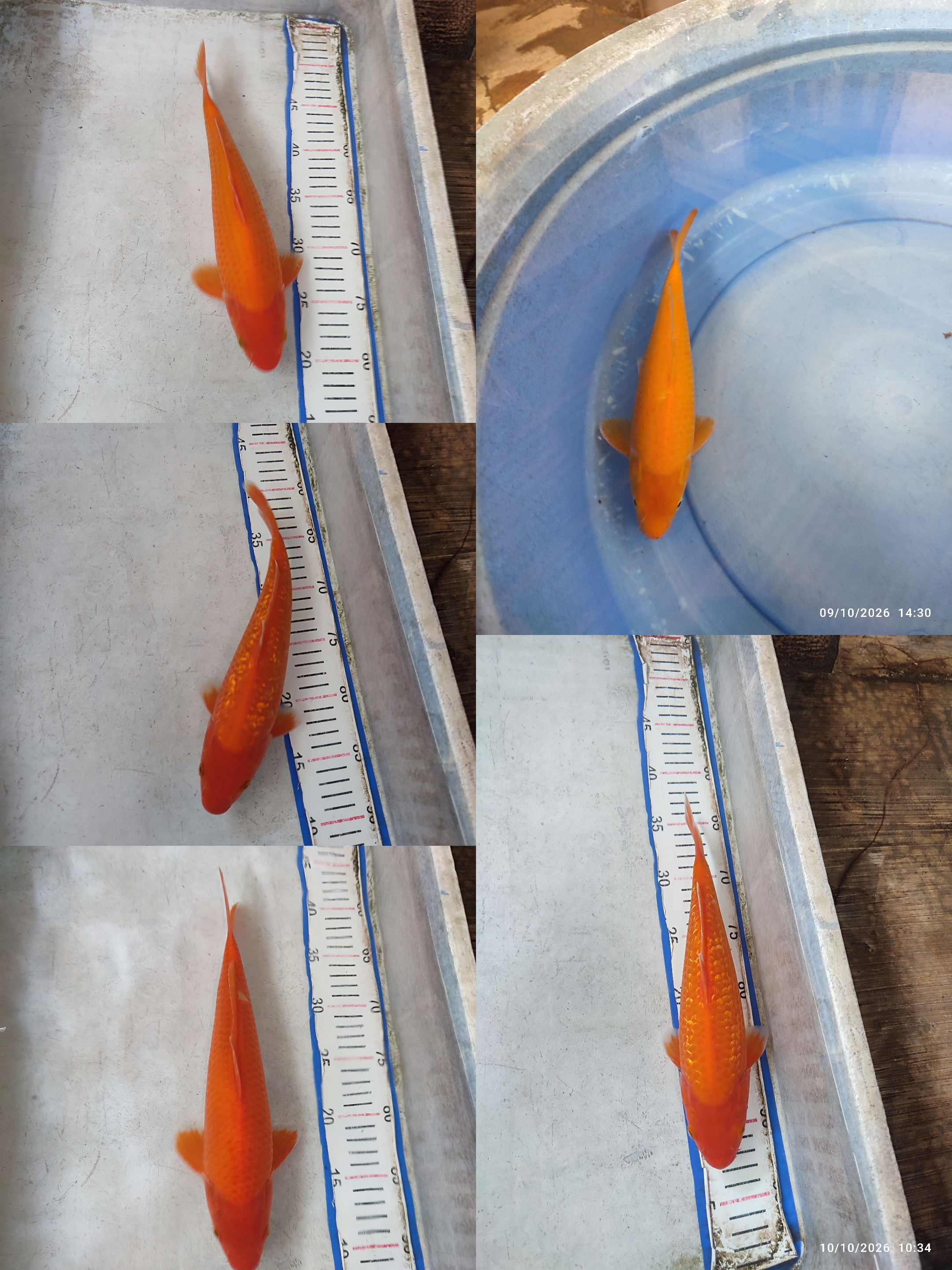 Lelang Koi Online, Jual Beli Ikan Koi, Pasar Koi Terbaik, Agen Lelang Koi, Penawaran Koi Berkualitas, Harga Jual Koi, Lelang Ikan Koi Import, Beli Koi Online, Jual Koi Murah, Koi Showroom, Penjual Koi Terpercaya, Lelang Koi Jakarta, Jual Koi Lokal, Koi Kualitas Unggul, Harga Terbaik Koi, Jual Koi Indukan, Lelang Ikan Hias Koi, Pasar Koi Indonesia, Beli Koi Berkualitas Tinggi, Koi Farm Terbesar, Jual Beli Koi Impor, Lelang Ikan Koi Kualitas Premium, Daftar Harga Koi Terbaru, Pusat Jual Beli Koi, Info Lelang Koi Hari Ini.