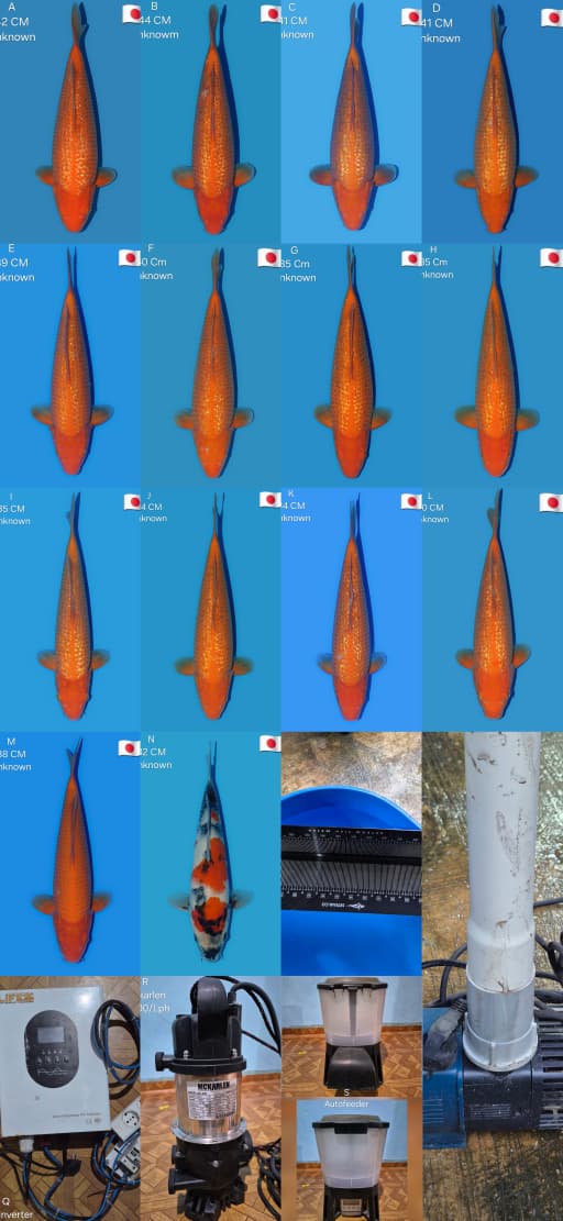 Lelang Koi Online, Jual Beli Ikan Koi, Pasar Koi Terbaik, Agen Lelang Koi, Penawaran Koi Berkualitas, Harga Jual Koi, Lelang Ikan Koi Import, Beli Koi Online, Jual Koi Murah, Koi Showroom, Penjual Koi Terpercaya, Lelang Koi Jakarta, Jual Koi Lokal, Koi Kualitas Unggul, Harga Terbaik Koi, Jual Koi Indukan, Lelang Ikan Hias Koi, Pasar Koi Indonesia, Beli Koi Berkualitas Tinggi, Koi Farm Terbesar, Jual Beli Koi Impor, Lelang Ikan Koi Kualitas Premium, Daftar Harga Koi Terbaru, Pusat Jual Beli Koi, Info Lelang Koi Hari Ini.