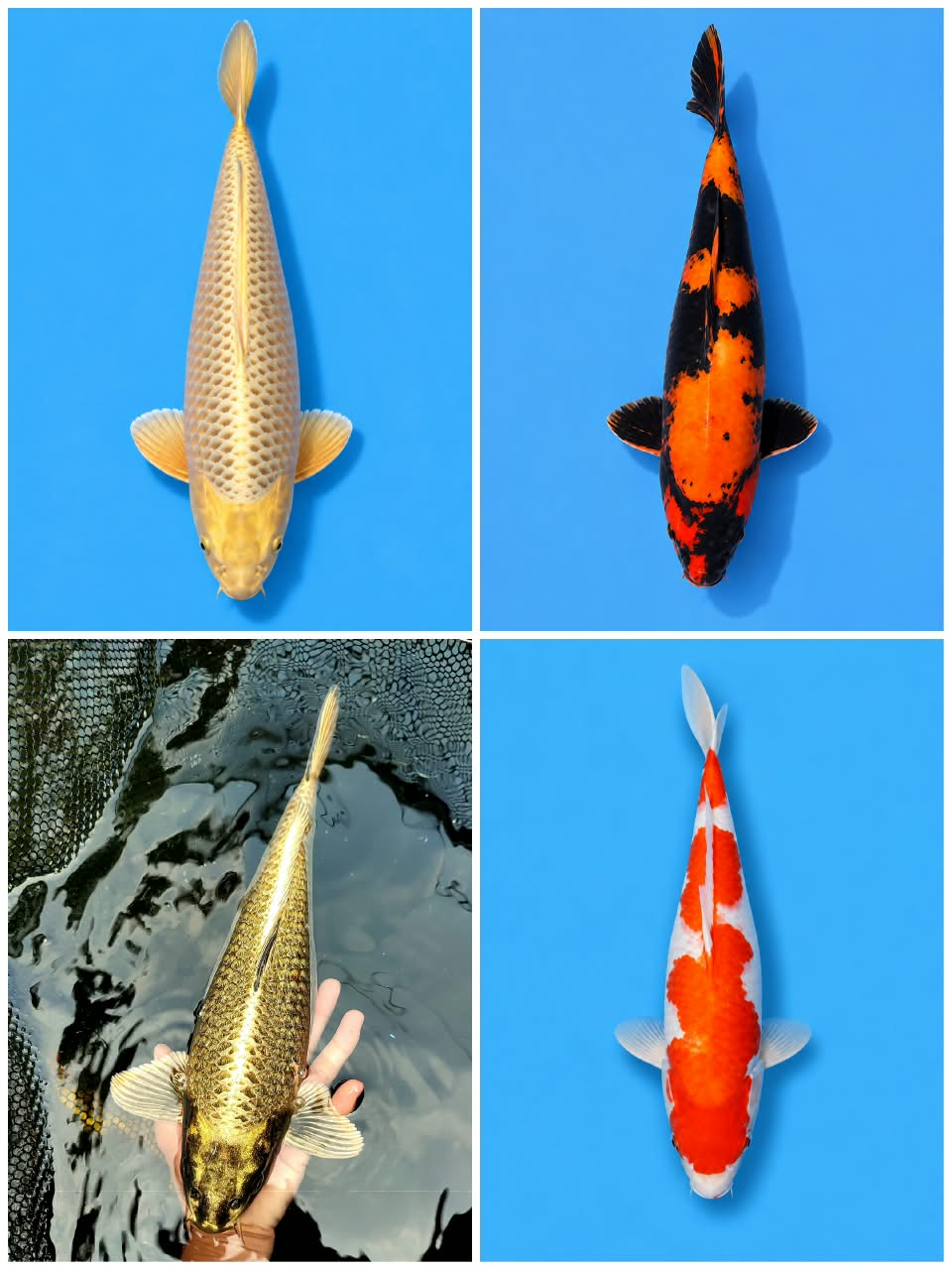 Lelang Koi Online, Jual Beli Ikan Koi, Pasar Koi Terbaik, Agen Lelang Koi, Penawaran Koi Berkualitas, Harga Jual Koi, Lelang Ikan Koi Import, Beli Koi Online, Jual Koi Murah, Koi Showroom, Penjual Koi Terpercaya, Lelang Koi Jakarta, Jual Koi Lokal, Koi Kualitas Unggul, Harga Terbaik Koi, Jual Koi Indukan, Lelang Ikan Hias Koi, Pasar Koi Indonesia, Beli Koi Berkualitas Tinggi, Koi Farm Terbesar, Jual Beli Koi Impor, Lelang Ikan Koi Kualitas Premium, Daftar Harga Koi Terbaru, Pusat Jual Beli Koi, Info Lelang Koi Hari Ini.