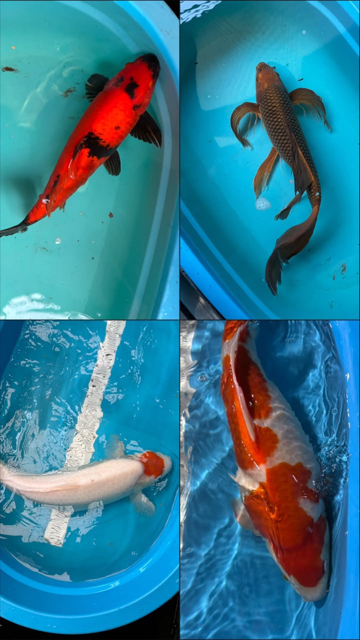 Lelang Koi Online, Jual Beli Ikan Koi, Pasar Koi Terbaik, Agen Lelang Koi, Penawaran Koi Berkualitas, Harga Jual Koi, Lelang Ikan Koi Import, Beli Koi Online, Jual Koi Murah, Koi Showroom, Penjual Koi Terpercaya, Lelang Koi Jakarta, Jual Koi Lokal, Koi Kualitas Unggul, Harga Terbaik Koi, Jual Koi Indukan, Lelang Ikan Hias Koi, Pasar Koi Indonesia, Beli Koi Berkualitas Tinggi, Koi Farm Terbesar, Jual Beli Koi Impor, Lelang Ikan Koi Kualitas Premium, Daftar Harga Koi Terbaru, Pusat Jual Beli Koi, Info Lelang Koi Hari Ini.