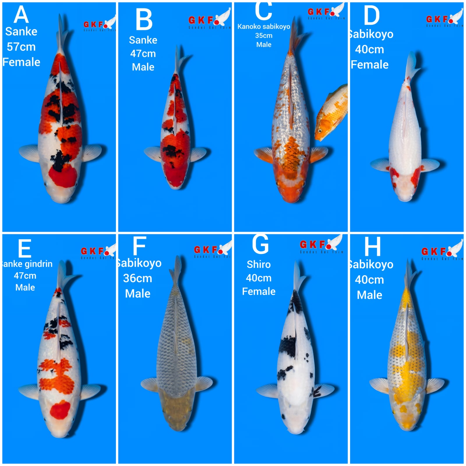 Lelang Koi Online, Jual Beli Ikan Koi, Pasar Koi Terbaik, Agen Lelang Koi, Penawaran Koi Berkualitas, Harga Jual Koi, Lelang Ikan Koi Import, Beli Koi Online, Jual Koi Murah, Koi Showroom, Penjual Koi Terpercaya, Lelang Koi Jakarta, Jual Koi Lokal, Koi Kualitas Unggul, Harga Terbaik Koi, Jual Koi Indukan, Lelang Ikan Hias Koi, Pasar Koi Indonesia, Beli Koi Berkualitas Tinggi, Koi Farm Terbesar, Jual Beli Koi Impor, Lelang Ikan Koi Kualitas Premium, Daftar Harga Koi Terbaru, Pusat Jual Beli Koi, Info Lelang Koi Hari Ini.