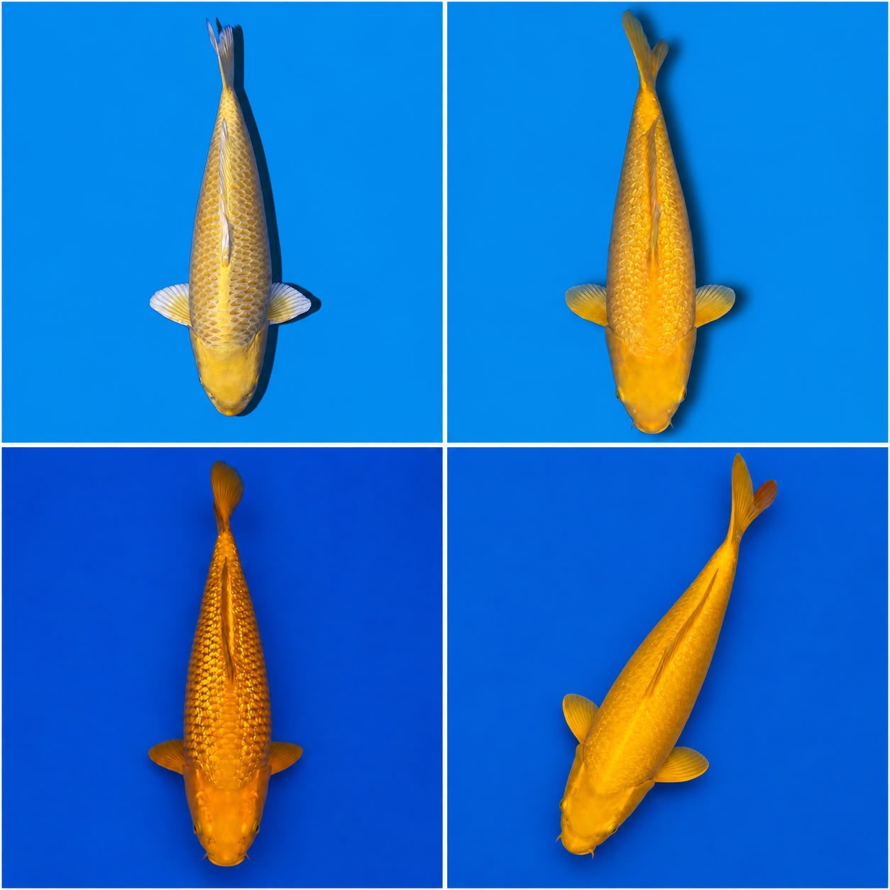 Lelang Koi Online, Jual Beli Ikan Koi, Pasar Koi Terbaik, Agen Lelang Koi, Penawaran Koi Berkualitas, Harga Jual Koi, Lelang Ikan Koi Import, Beli Koi Online, Jual Koi Murah, Koi Showroom, Penjual Koi Terpercaya, Lelang Koi Jakarta, Jual Koi Lokal, Koi Kualitas Unggul, Harga Terbaik Koi, Jual Koi Indukan, Lelang Ikan Hias Koi, Pasar Koi Indonesia, Beli Koi Berkualitas Tinggi, Koi Farm Terbesar, Jual Beli Koi Impor, Lelang Ikan Koi Kualitas Premium, Daftar Harga Koi Terbaru, Pusat Jual Beli Koi, Info Lelang Koi Hari Ini.
