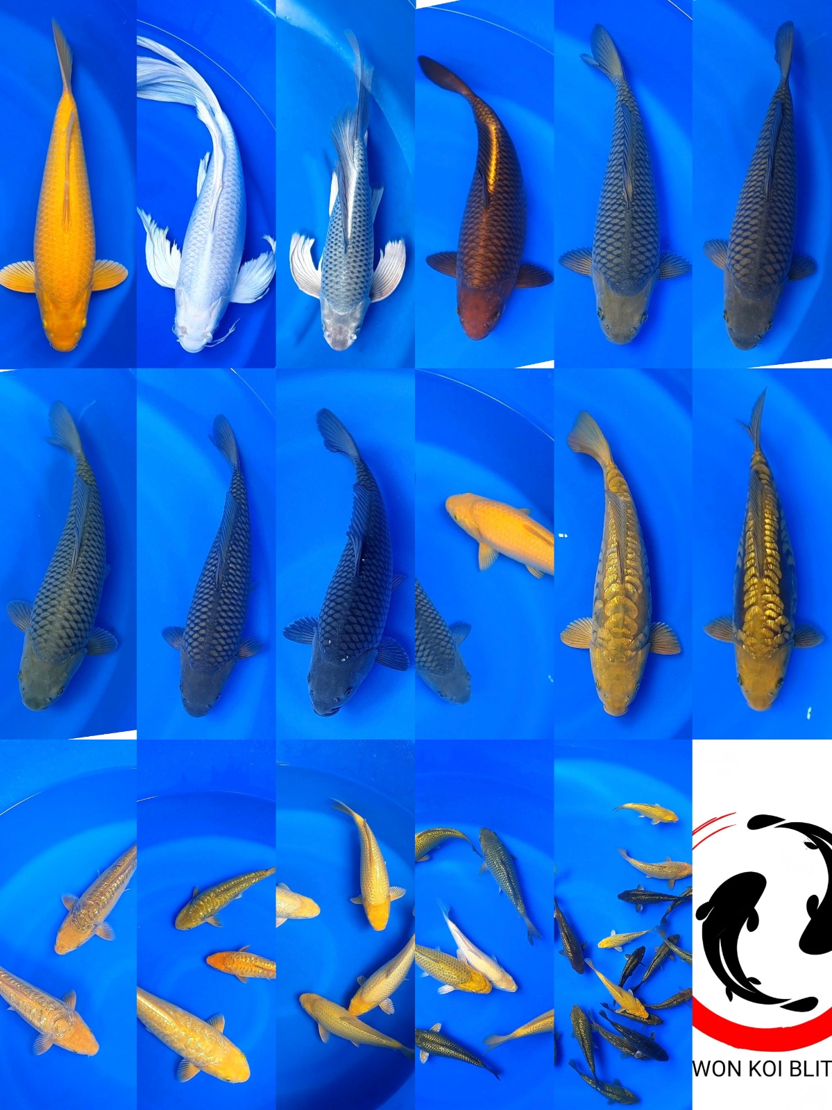 Lelang Koi Online, Jual Beli Ikan Koi, Pasar Koi Terbaik, Agen Lelang Koi, Penawaran Koi Berkualitas, Harga Jual Koi, Lelang Ikan Koi Import, Beli Koi Online, Jual Koi Murah, Koi Showroom, Penjual Koi Terpercaya, Lelang Koi Jakarta, Jual Koi Lokal, Koi Kualitas Unggul, Harga Terbaik Koi, Jual Koi Indukan, Lelang Ikan Hias Koi, Pasar Koi Indonesia, Beli Koi Berkualitas Tinggi, Koi Farm Terbesar, Jual Beli Koi Impor, Lelang Ikan Koi Kualitas Premium, Daftar Harga Koi Terbaru, Pusat Jual Beli Koi, Info Lelang Koi Hari Ini.